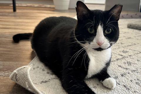 Enlarge Trixie, a ADOPTABLE Domestic Short Hair in Chicago, IL image 6/6