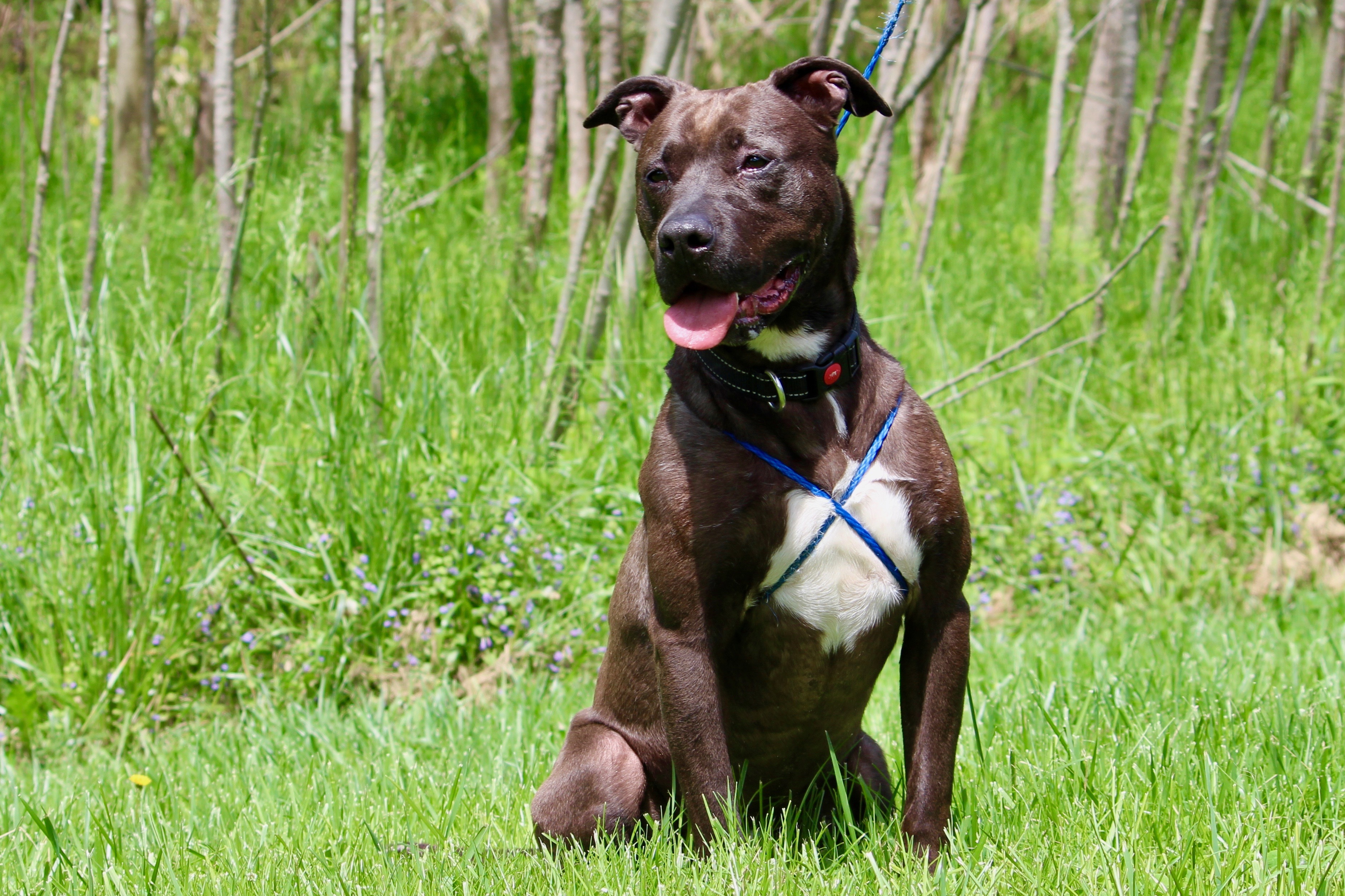 CUBA, a Adoptable Terrier in Brazil, IN image 1/12
