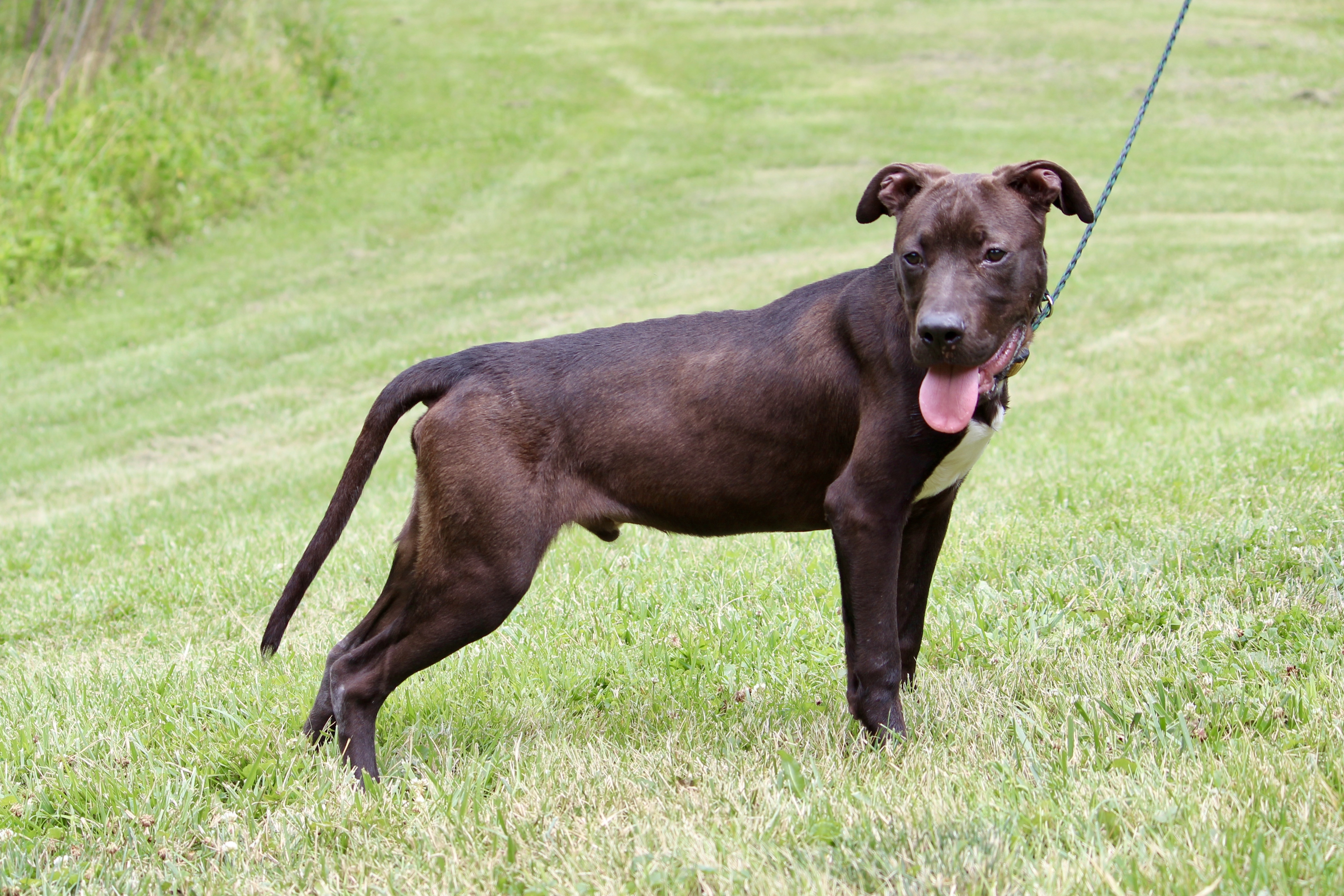 CUBA, a Adoptable Terrier in Brazil, IN image 2/12