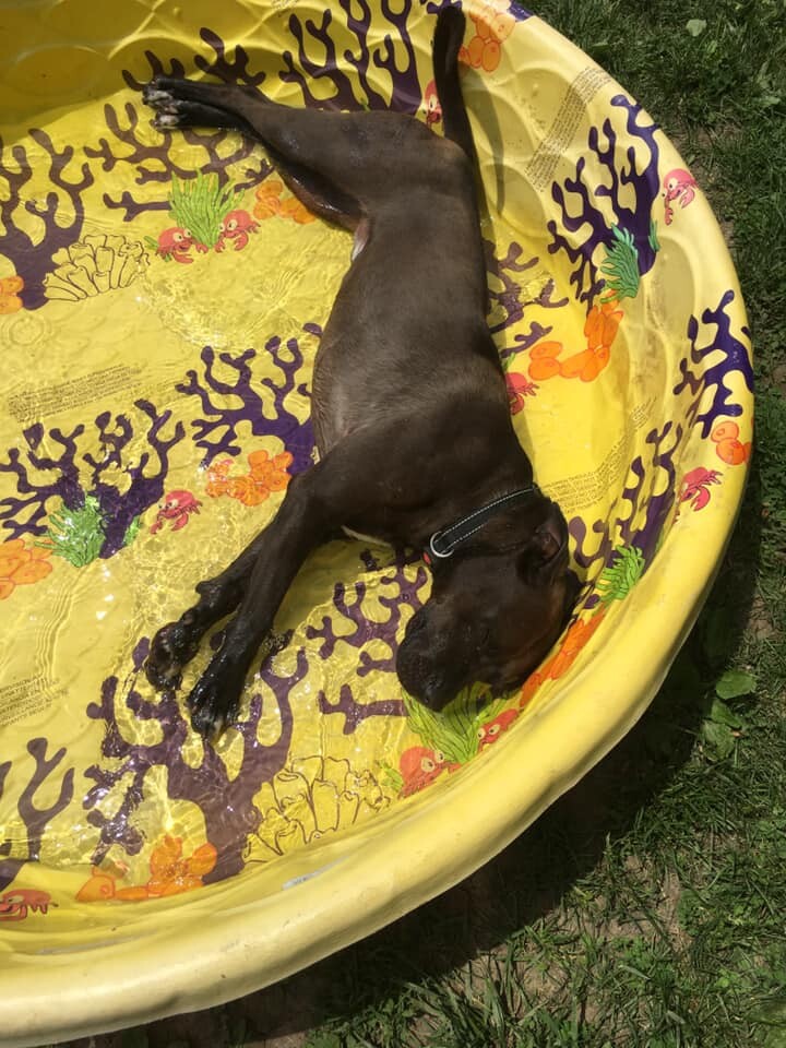 CUBA, a Adoptable Terrier in Brazil, IN image 3/12