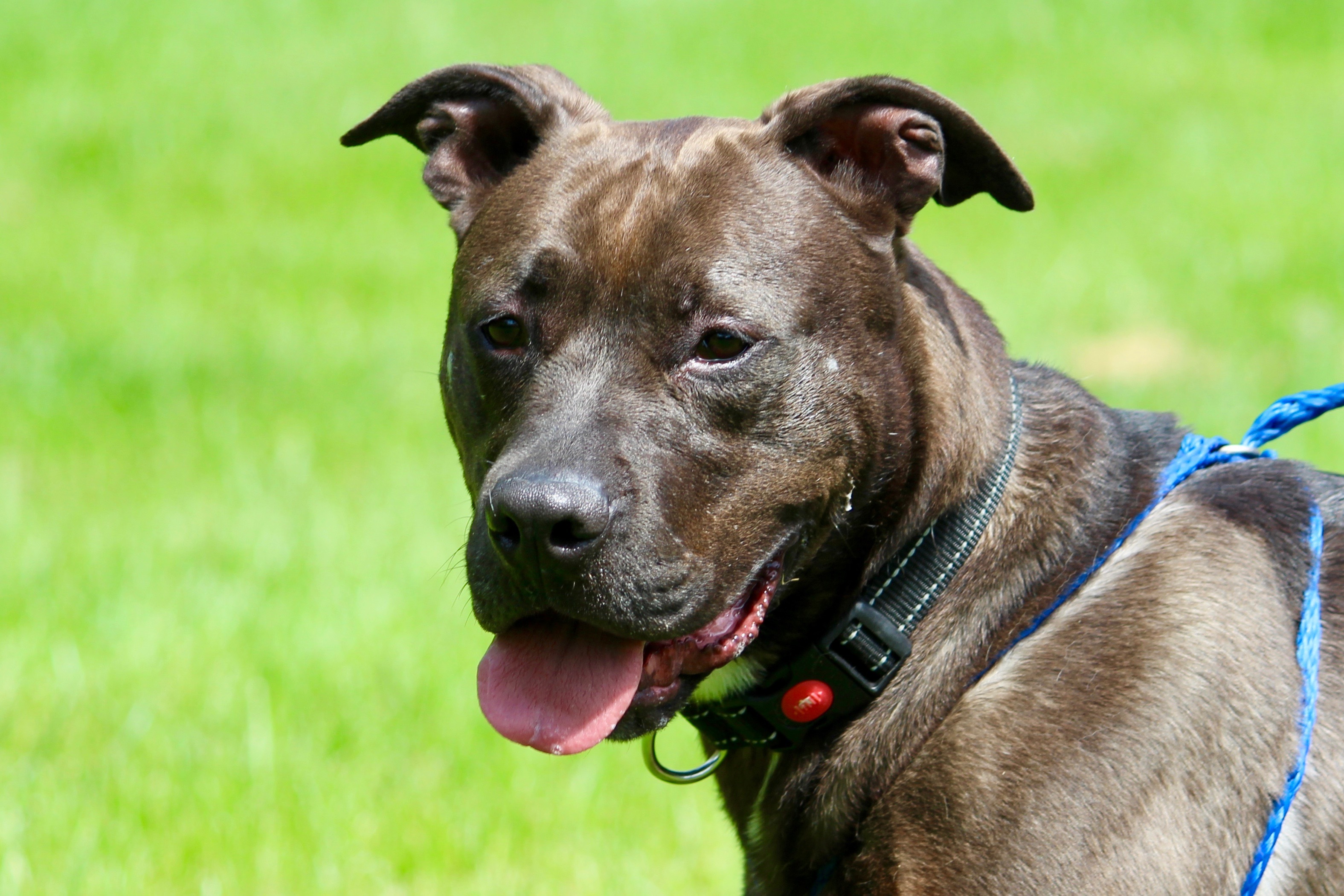 CUBA, a Adoptable Terrier in Brazil, IN image 4/12