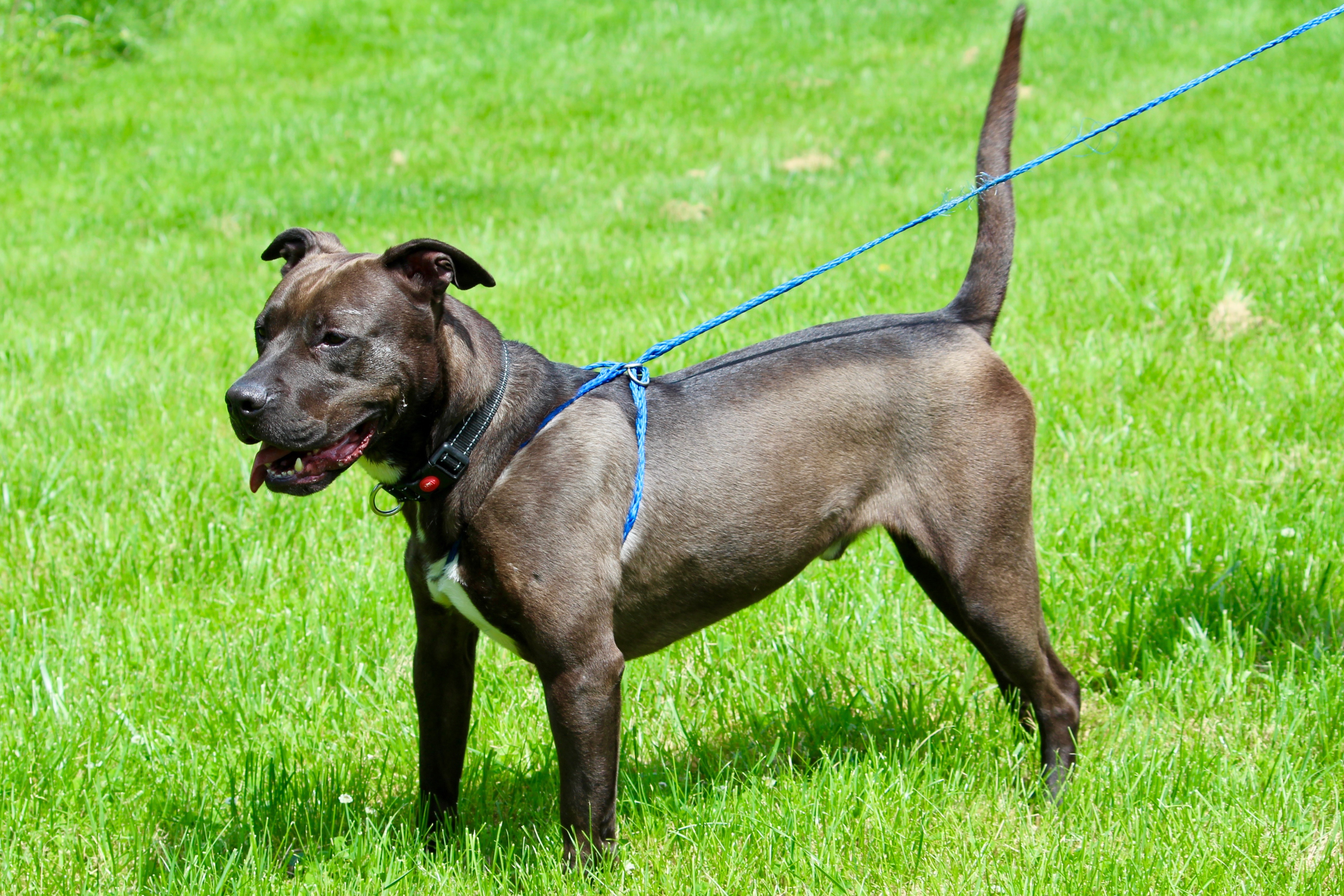 CUBA, a Adoptable Terrier in Brazil, IN image 5/12