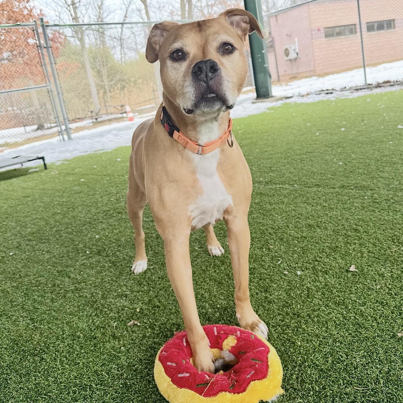 Enlarge Ace, a ADOPTABLE mixed breed in Eatontown, NJ image 6/6