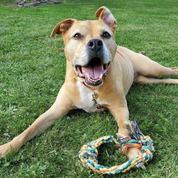 Enlarge Ace, a ADOPTABLE mixed breed in Eatontown, NJ image 3/6
