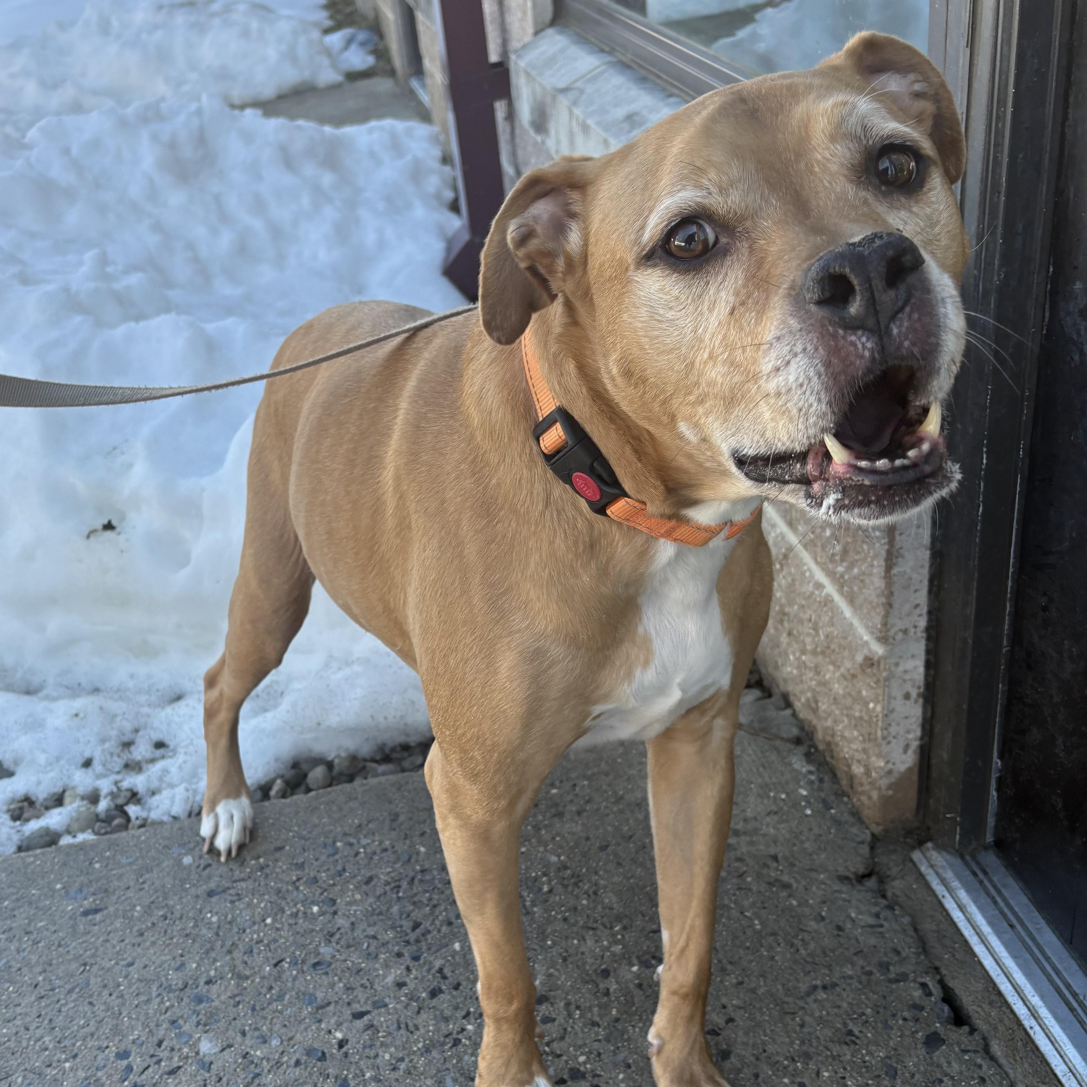 Enlarge Ace, a ADOPTABLE mixed breed in Eatontown, NJ image 3/6