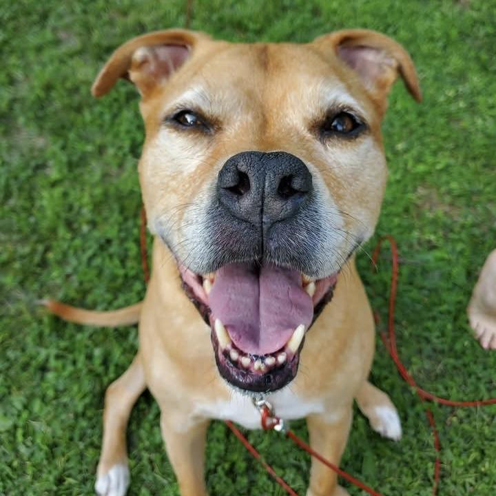 Ace, ADOPTABLE, Senior Male Pit Bull Terrier.