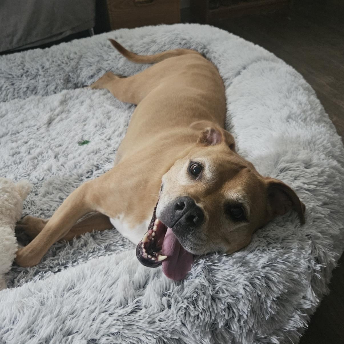 Enlarge Ace, a ADOPTABLE mixed breed in Eatontown, NJ image 5/6