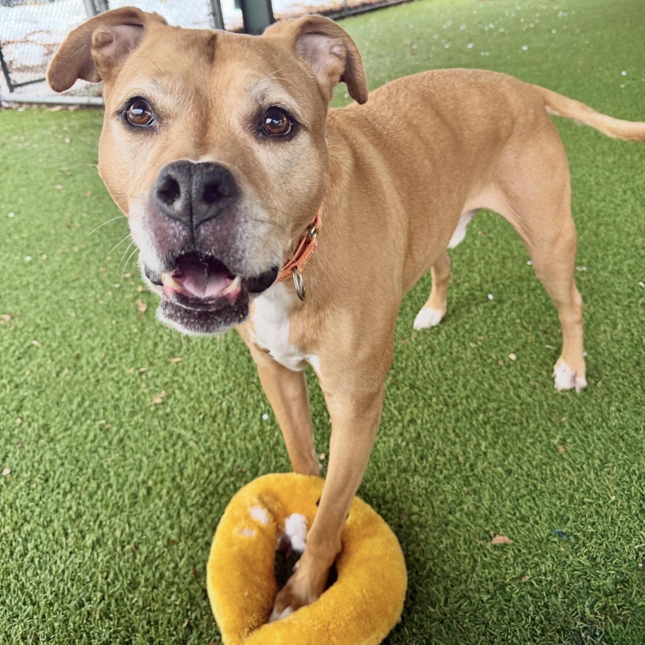 Enlarge Ace, a ADOPTABLE mixed breed in Eatontown, NJ image 1/6