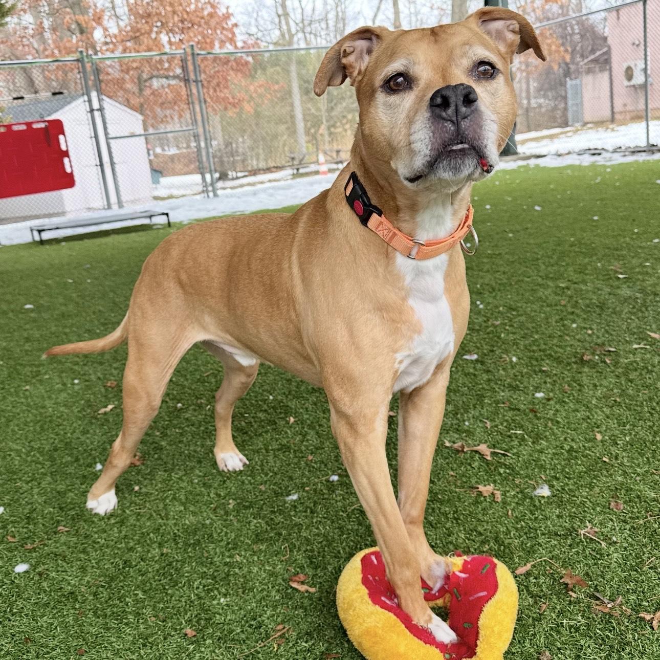 Enlarge Ace, a ADOPTABLE mixed breed in Eatontown, NJ image 2/6