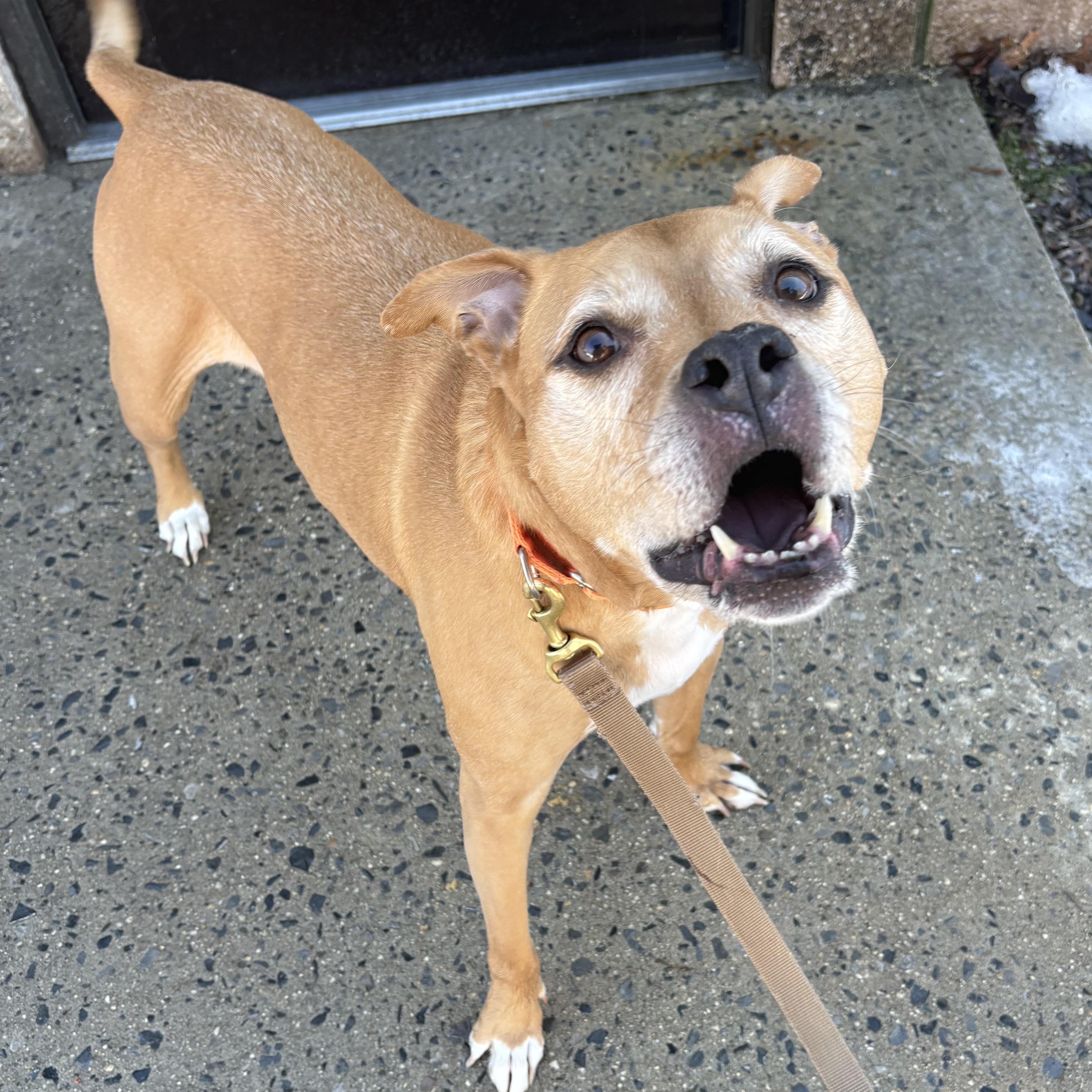 Enlarge Ace, a ADOPTABLE mixed breed in Eatontown, NJ image 4/6