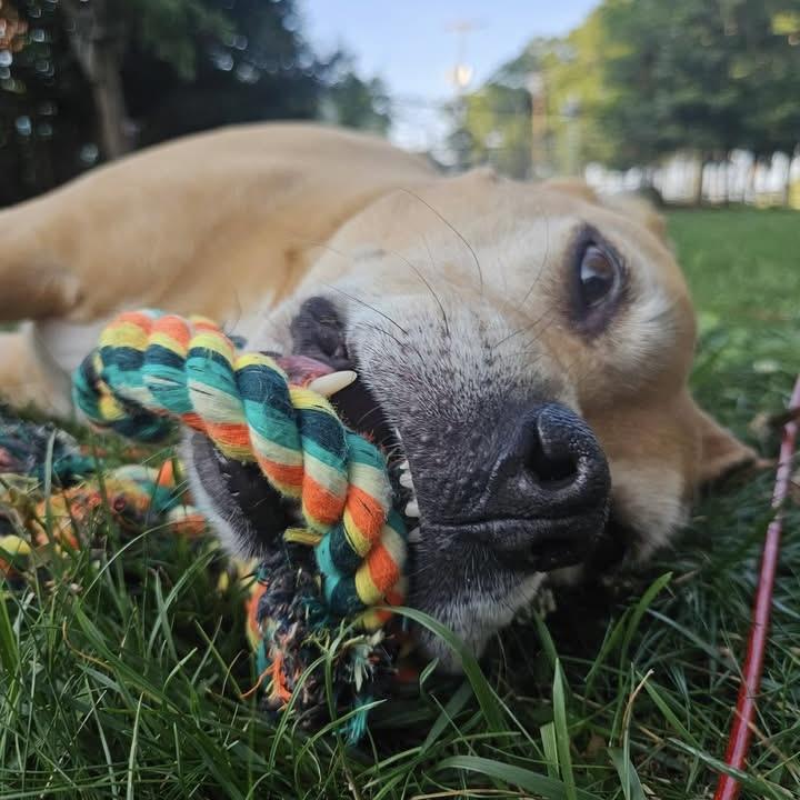 Enlarge Ace, a ADOPTABLE mixed breed in Eatontown, NJ image 6/6