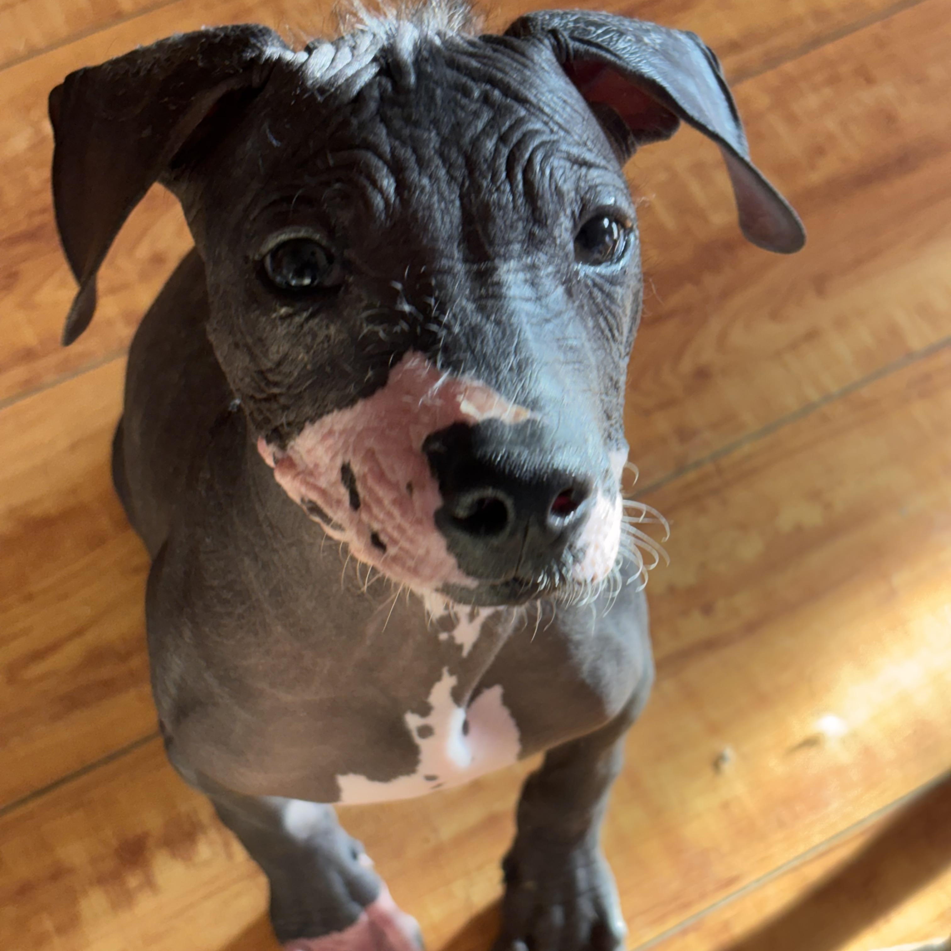 Enlarge Fenrir, an adopted Xoloitzcuintli / Mexican Hairless in Corona, CA image 3/4