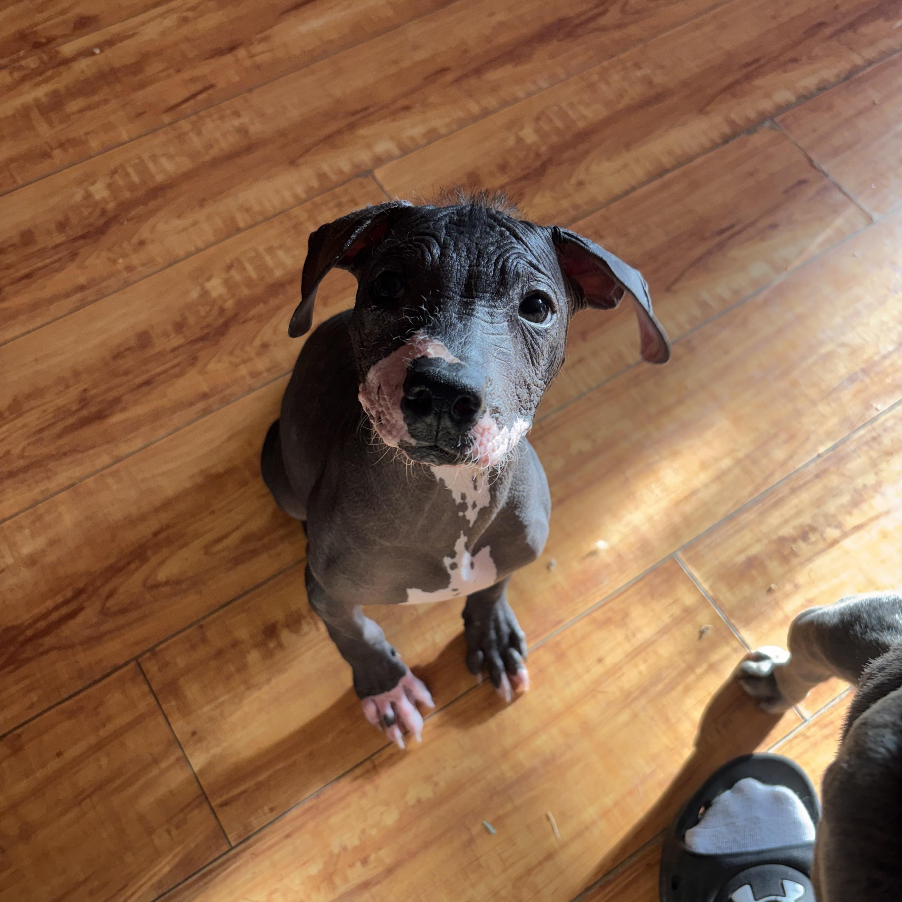 Enlarge Fenrir, an adopted Xoloitzcuintli / Mexican Hairless in Corona, CA image 4/4