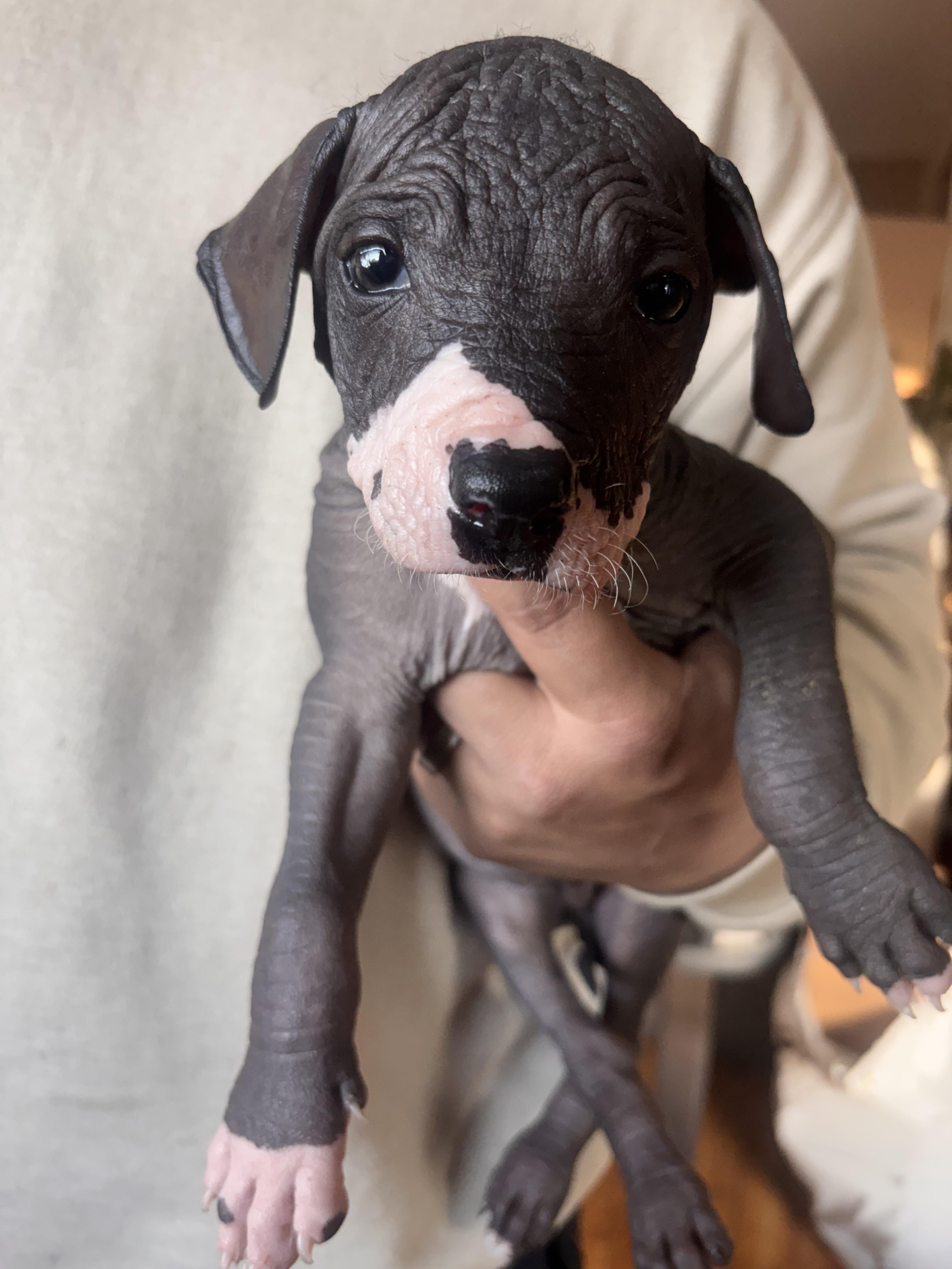 Enlarge Fenrir, a ADOPTABLE Xoloitzcuintli / Mexican Hairless in Corona, CA image 2/3