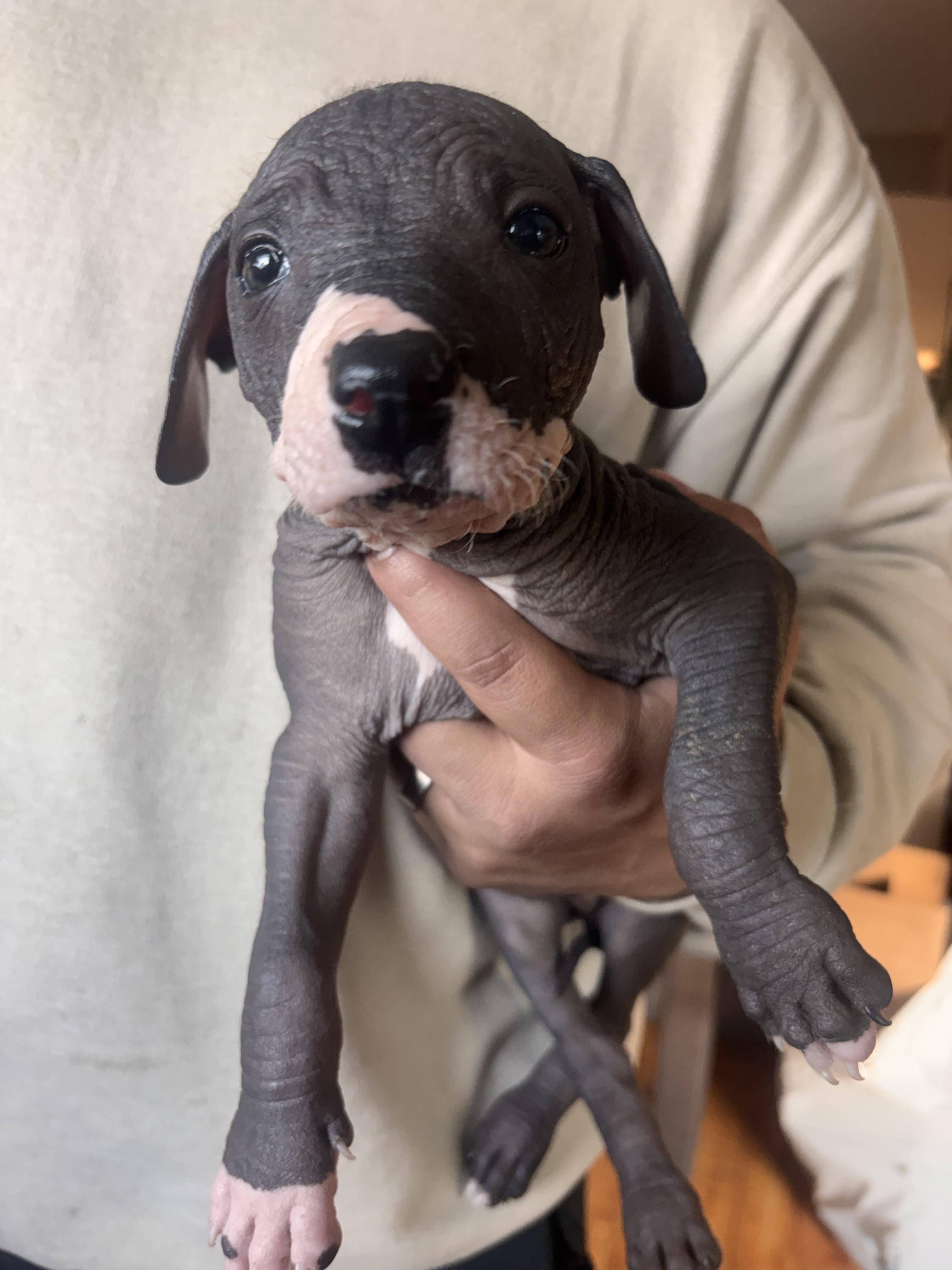 Enlarge Fenrir, a ADOPTABLE Xoloitzcuintli / Mexican Hairless in Corona, CA image 3/3