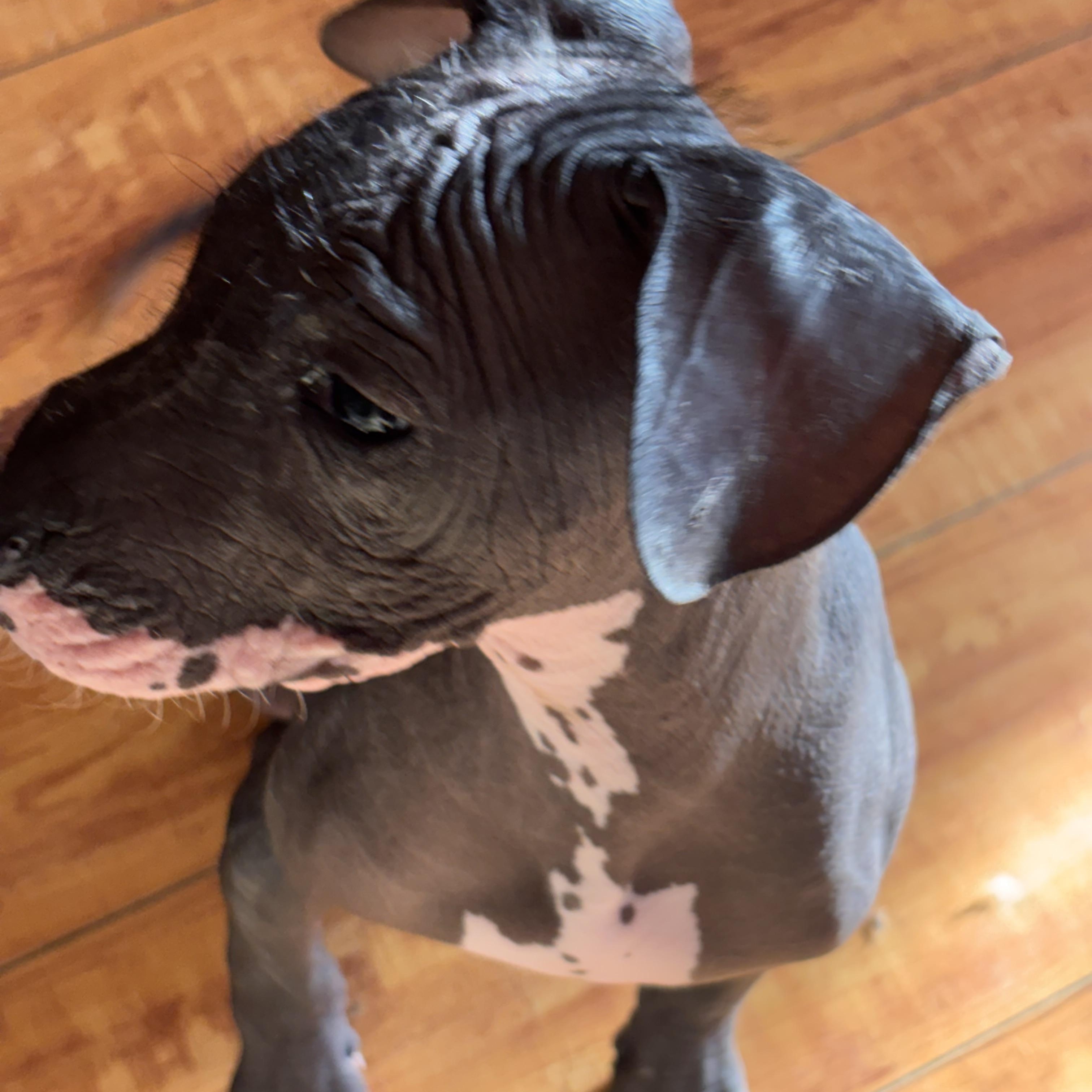 Enlarge Fenrir, an adopted Xoloitzcuintli / Mexican Hairless in Corona, CA image 2/4