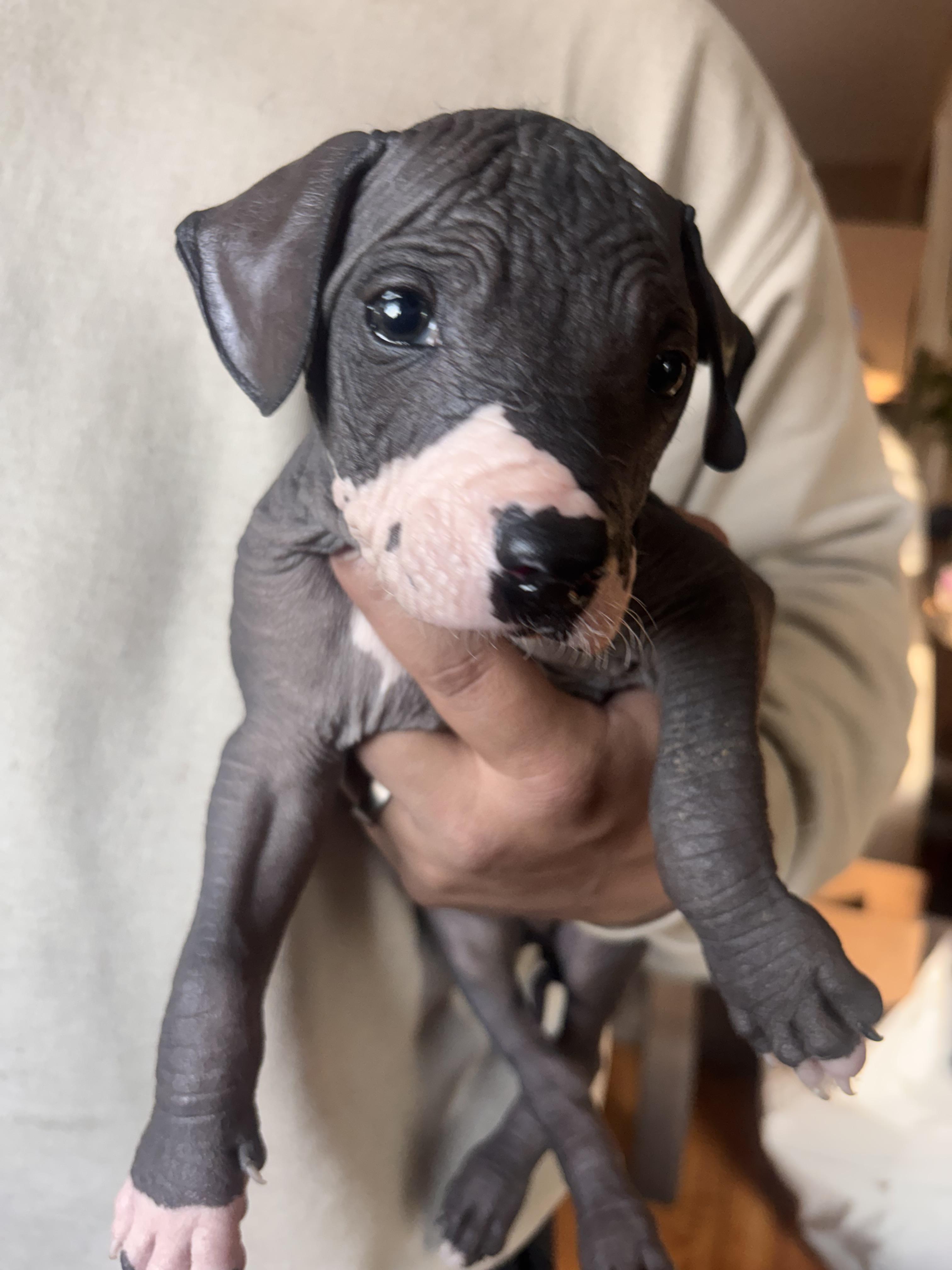 Fenrir, ADOPTABLE, Puppy Male Xoloitzcuintli / Mexican Hairless.