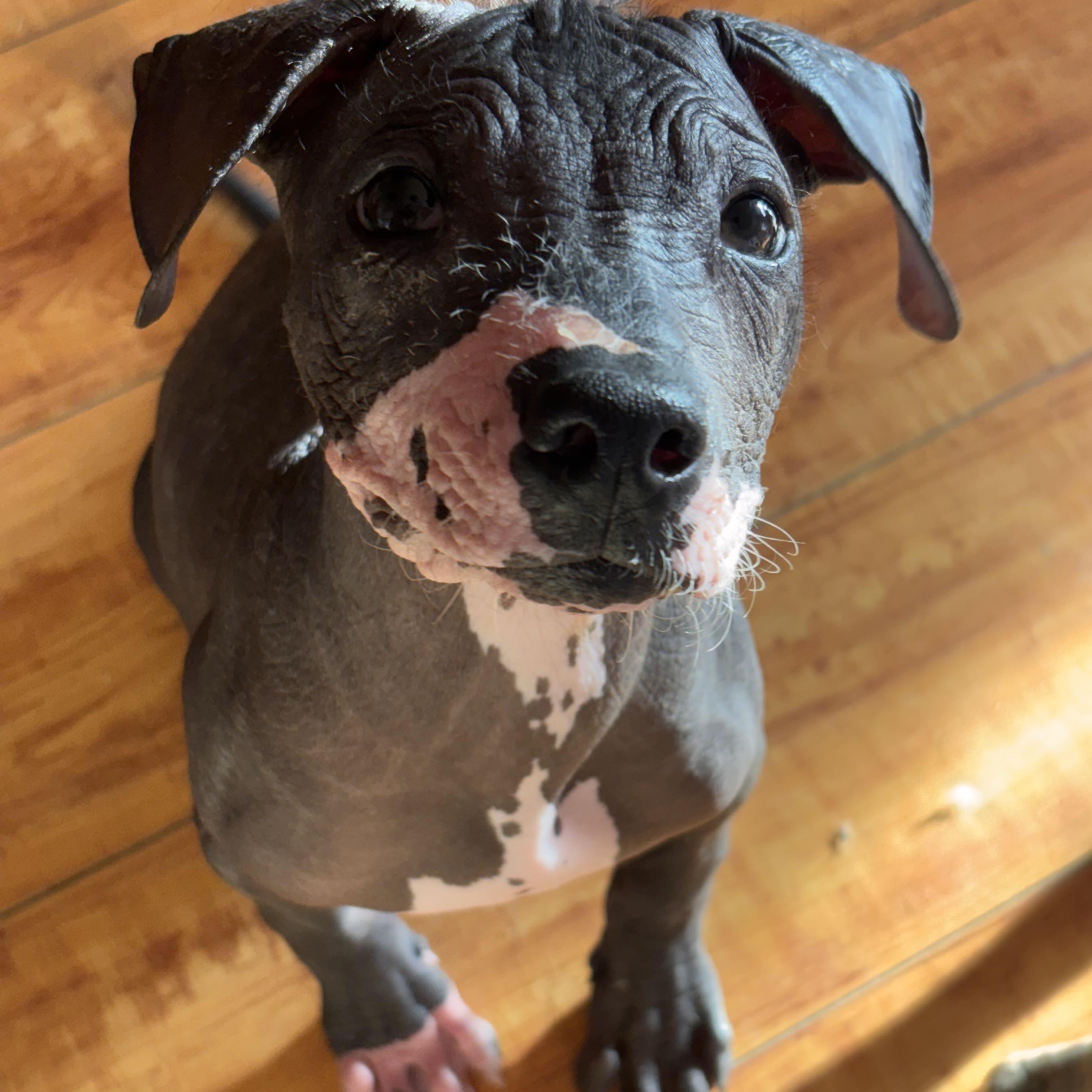Enlarge Fenrir, an adopted Xoloitzcuintli / Mexican Hairless in Corona, CA image 1/4