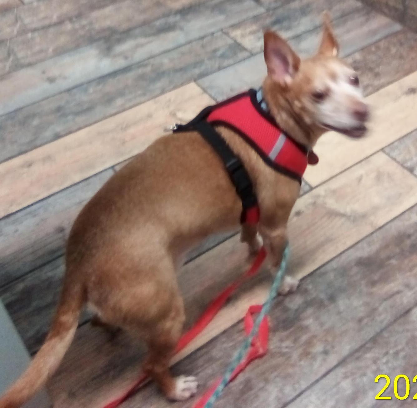 Enlarge Dude - COURTESY LISTING, a ADOPTABLE mixed breed in Valley City, ND image 2/2