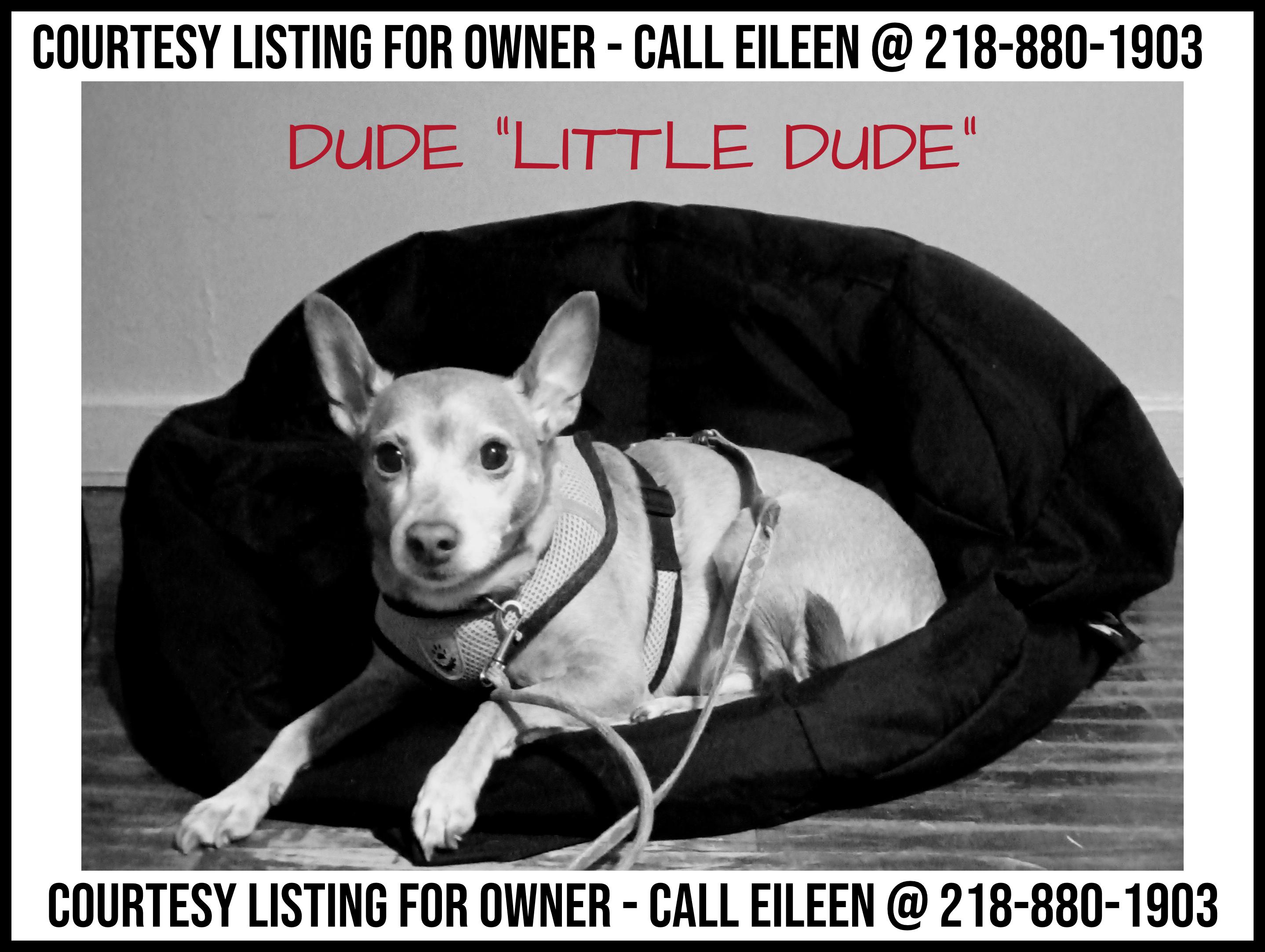 Dude - COURTESY LISTING, ADOPTABLE, Senior Male Jack Russell Terrier & Chihuahua.