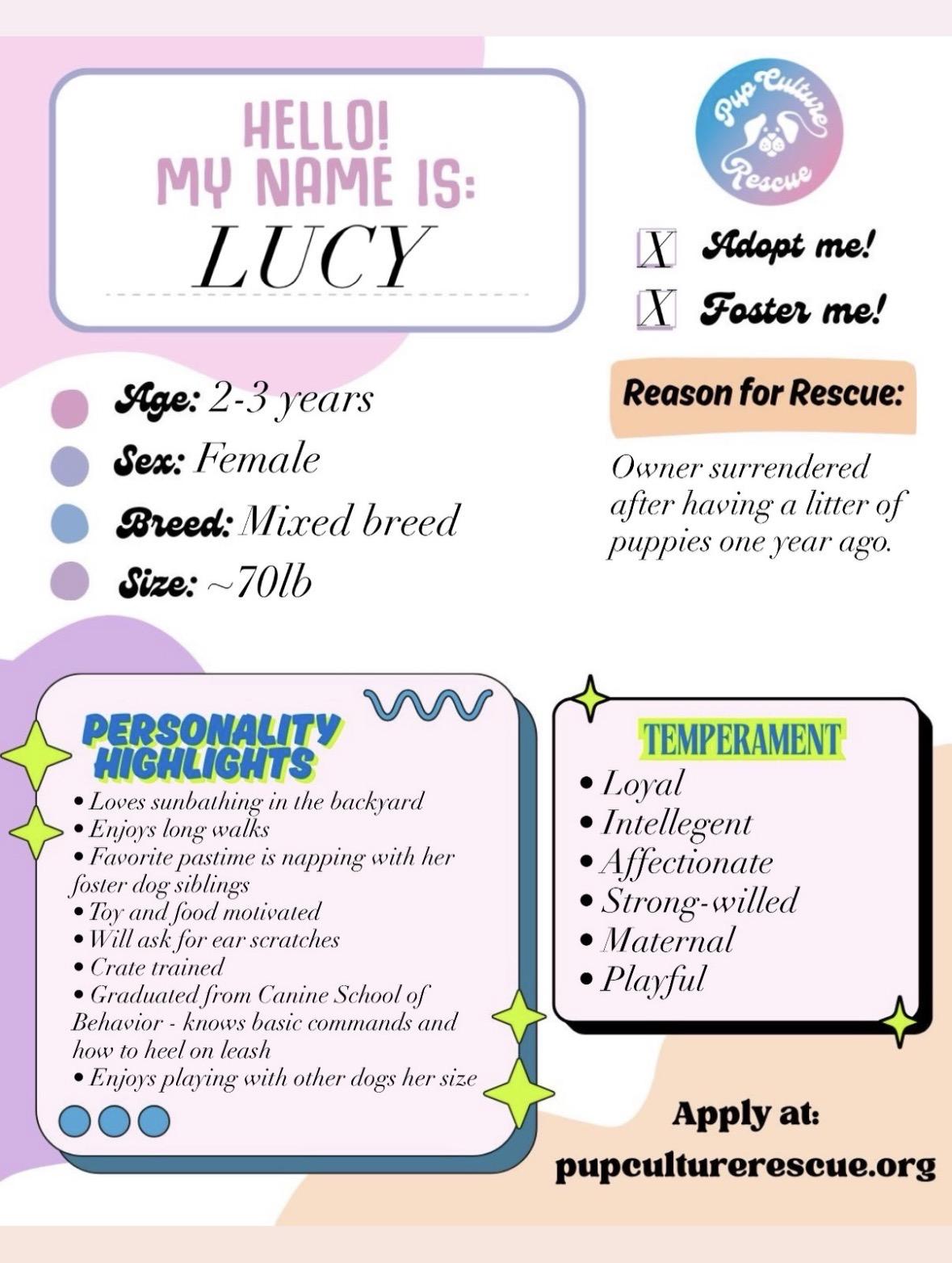 Lucy, a Adoptable mixed breed in Pasadena, CA image 2/6