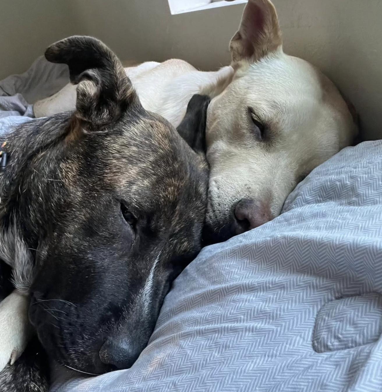 Lucy, a Adoptable mixed breed in Pasadena, CA image 5/6