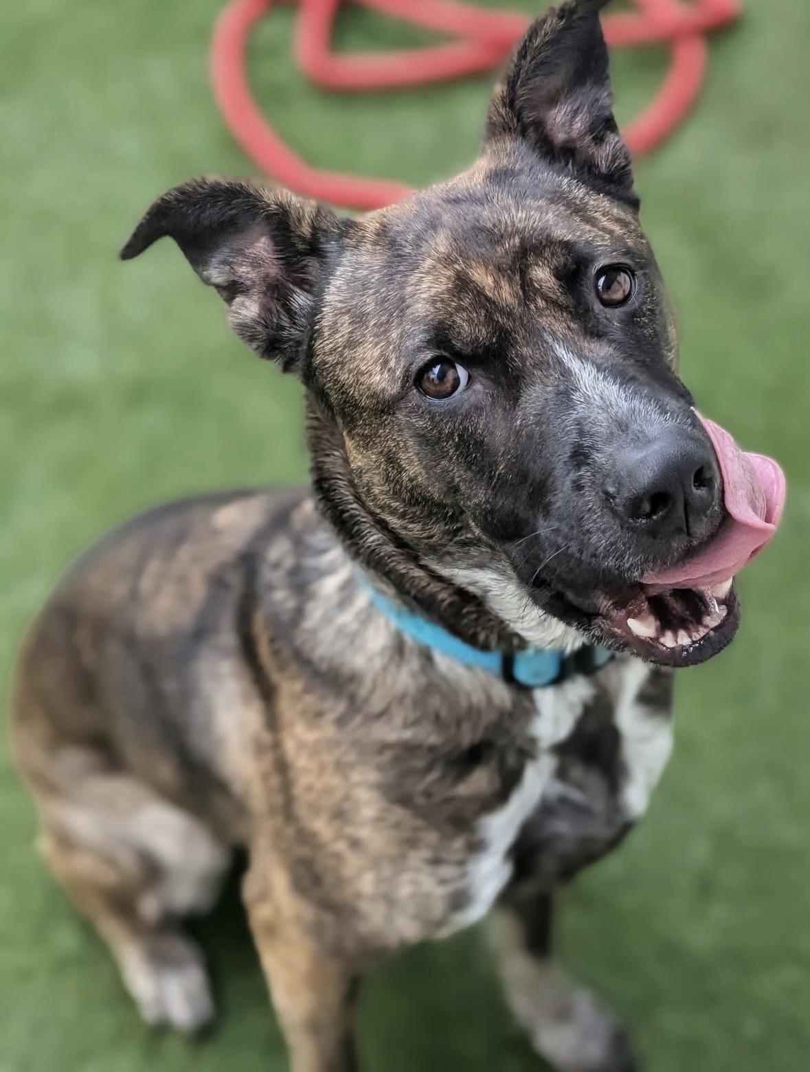 Lucy, Adoptable, Adult Female American Bully.