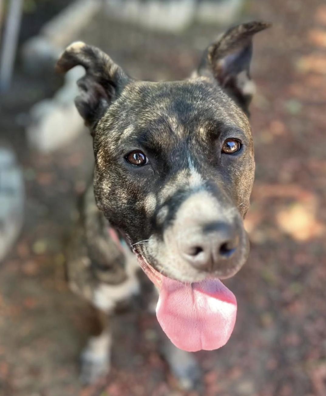 Lucy, a Adoptable mixed breed in Pasadena, CA image 4/6