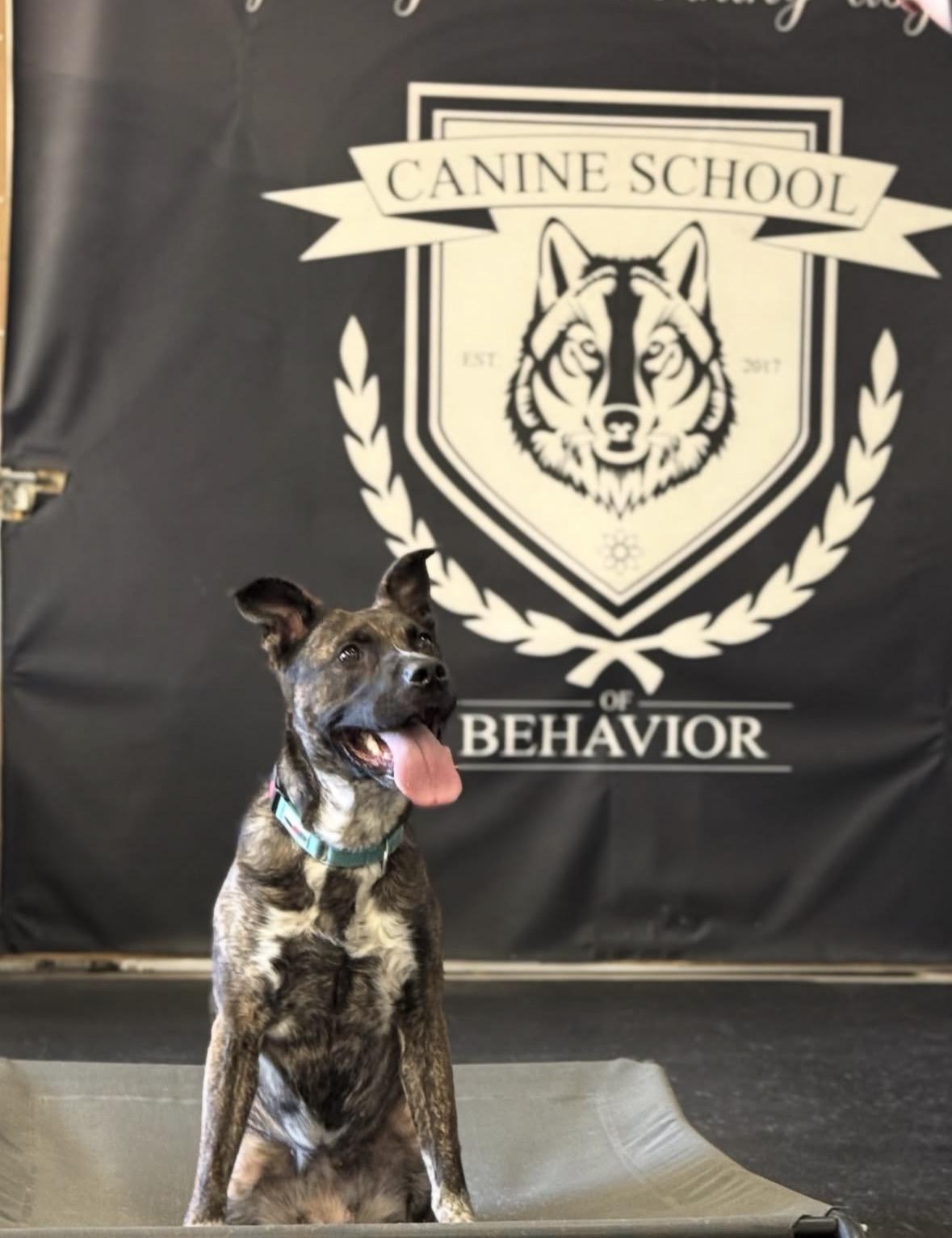 Lucy, a Adoptable mixed breed in Pasadena, CA image 3/6