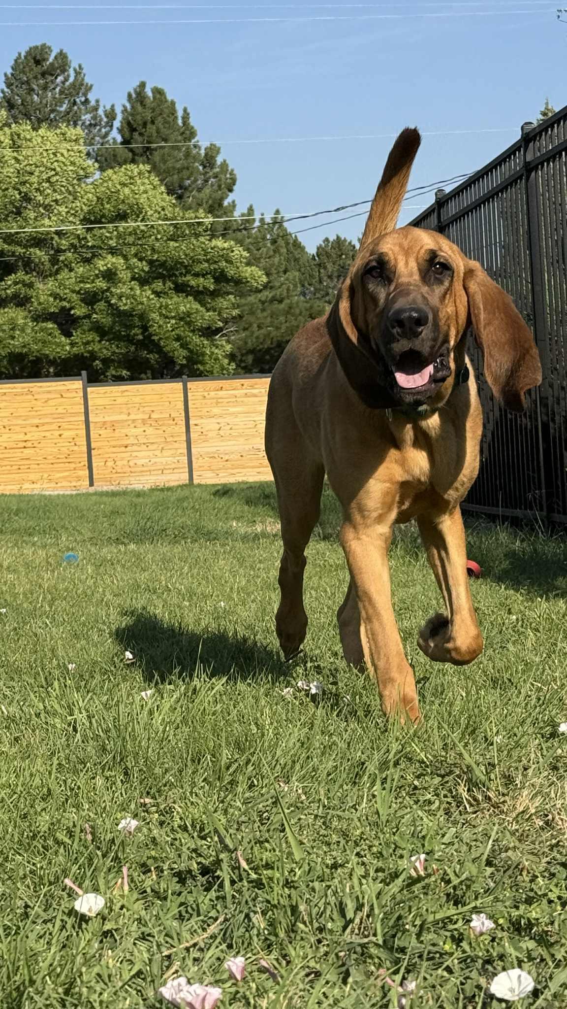 Huck