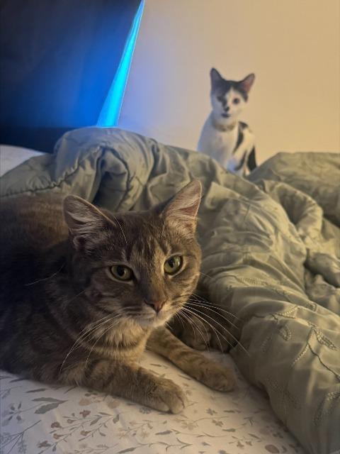 GARNET, Adoptable, Young Female Domestic Short Hair.