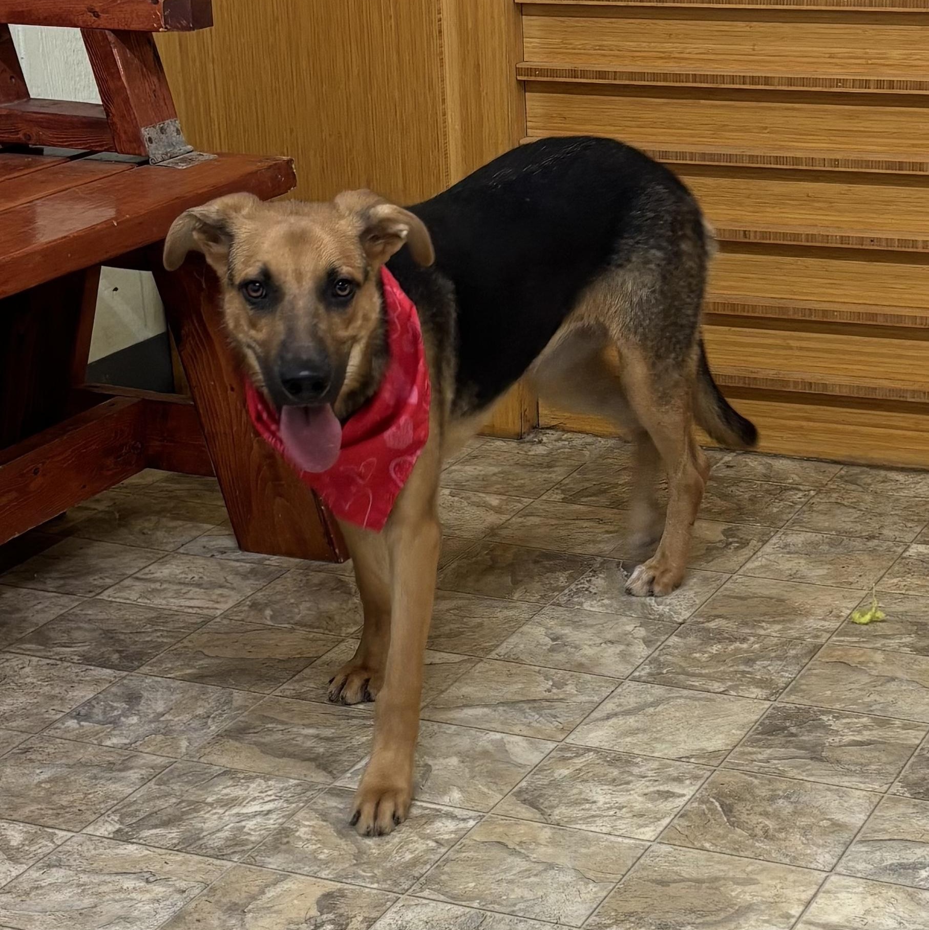 Enlarge Periwinkle, a Adoptable mixed breed in Pilot Point, TX image 2/4