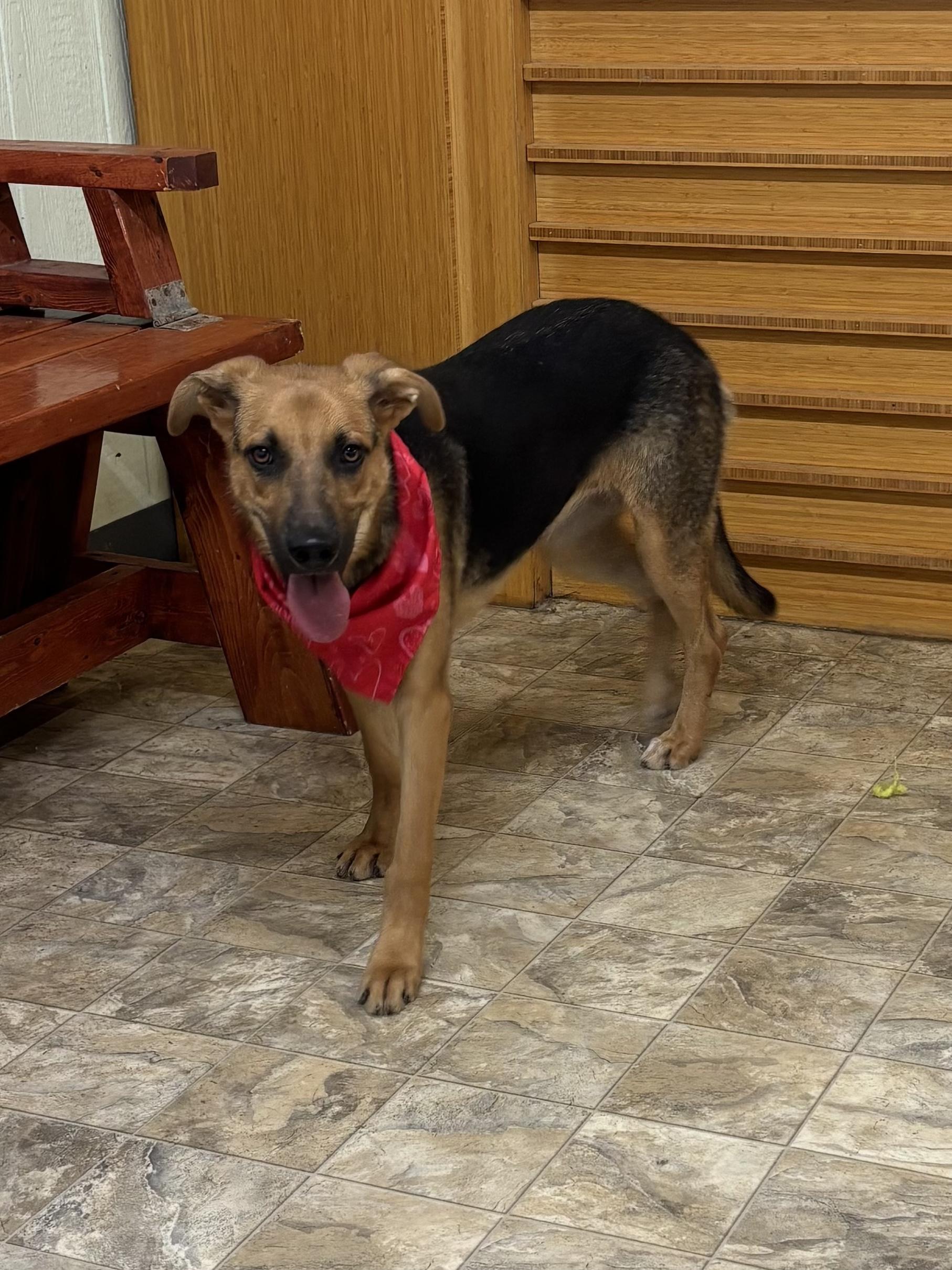 Periwinkle, a Adoptable mixed breed in Pilot Point, TX image 1/4