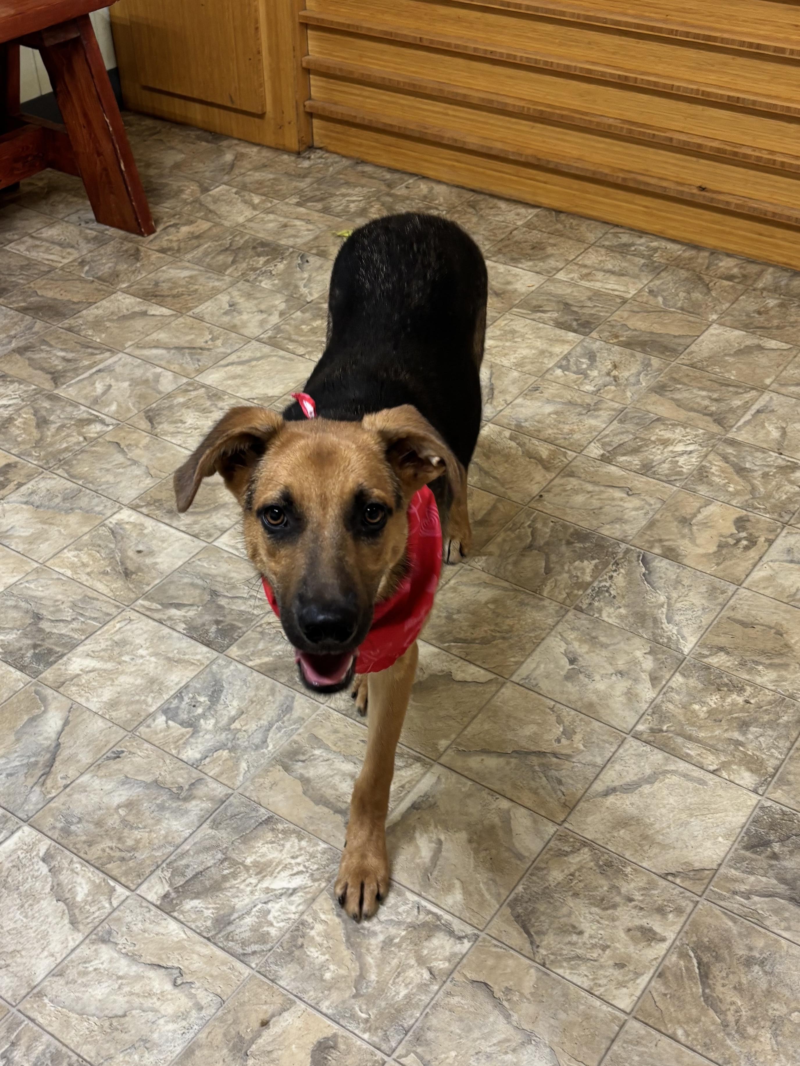 Periwinkle, a Adoptable mixed breed in Pilot Point, TX image 2/4