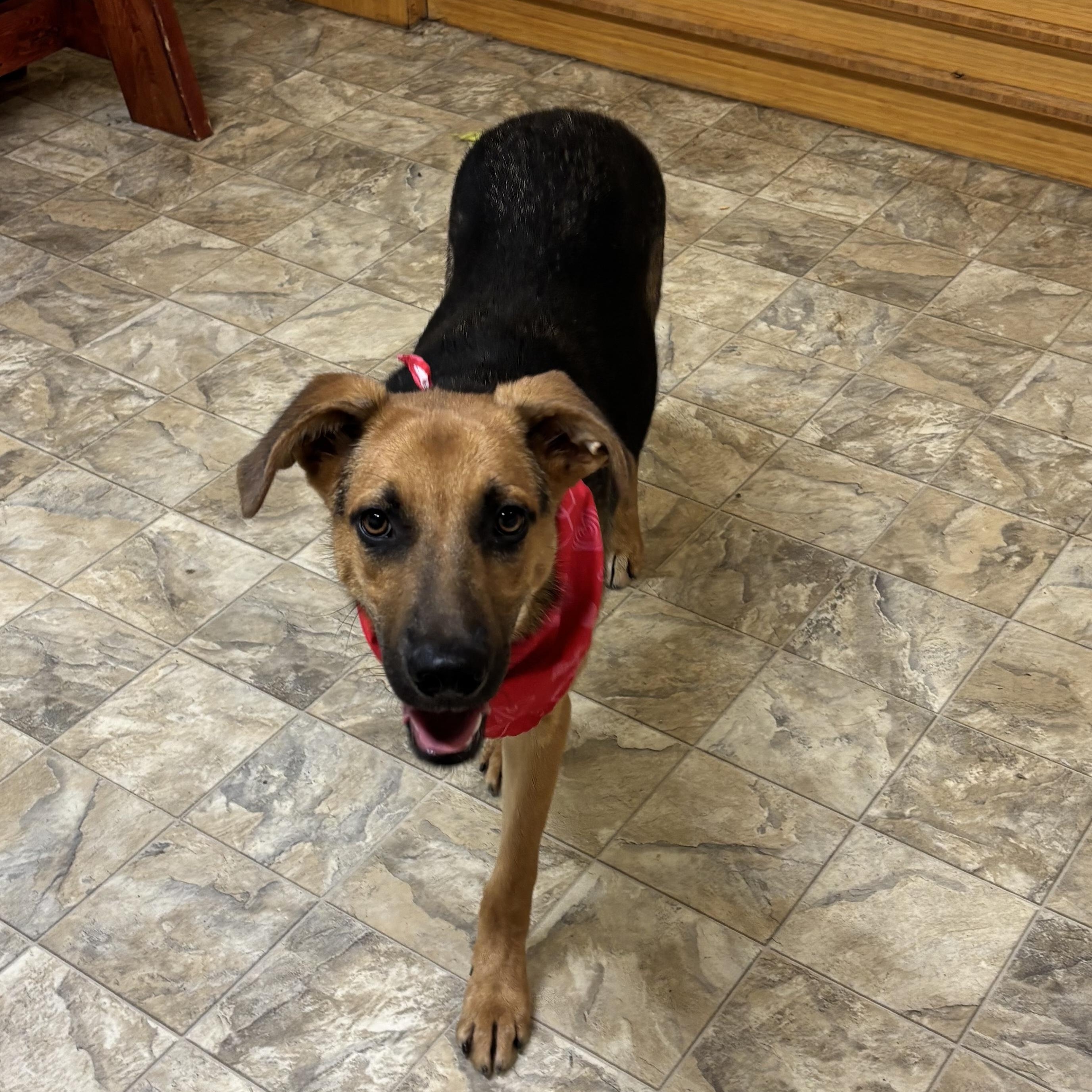 Enlarge Periwinkle, a Adoptable mixed breed in Pilot Point, TX image 3/4