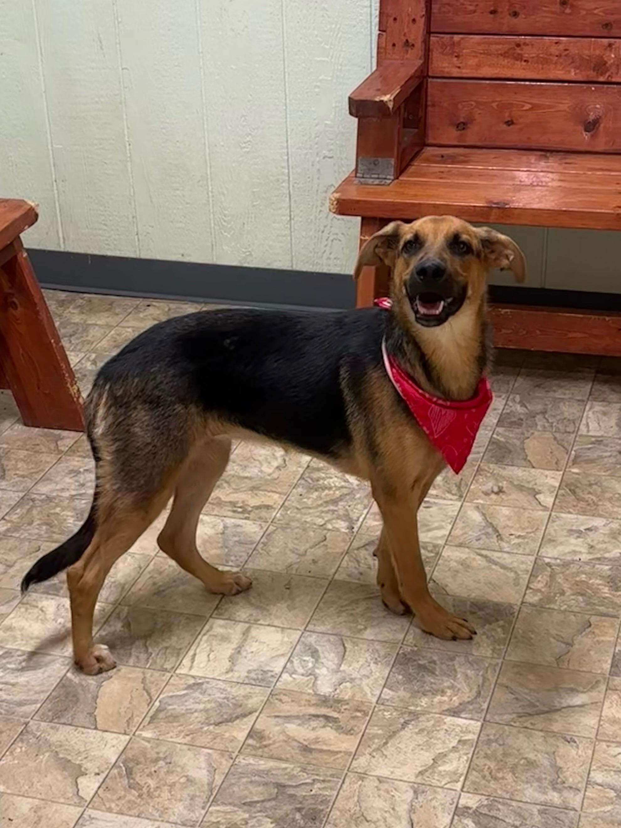 Periwinkle, a Adoptable mixed breed in Pilot Point, TX image 3/4