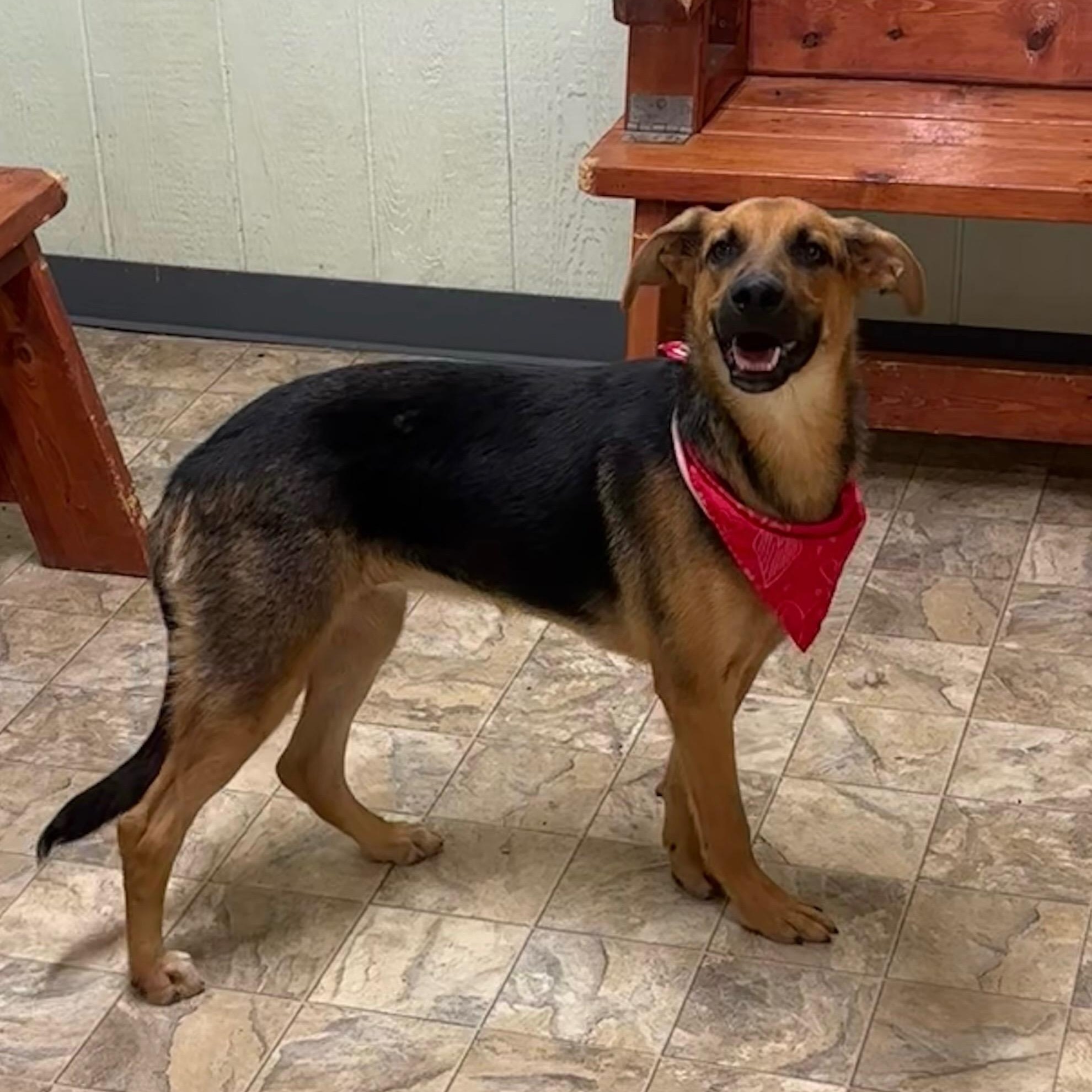 Enlarge Periwinkle, a Adoptable mixed breed in Pilot Point, TX image 4/4