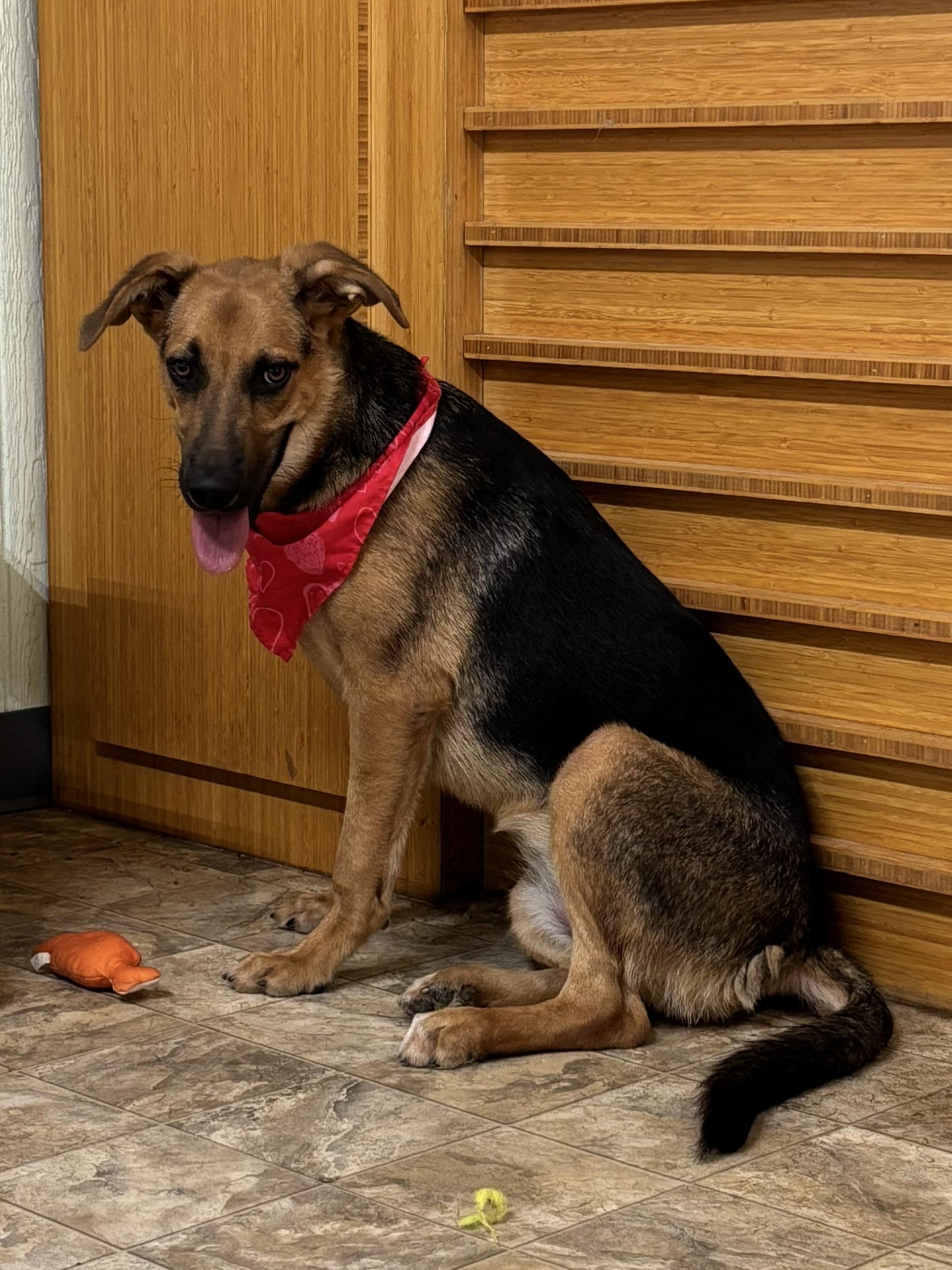 Periwinkle, a Adoptable mixed breed in Pilot Point, TX image 4/4