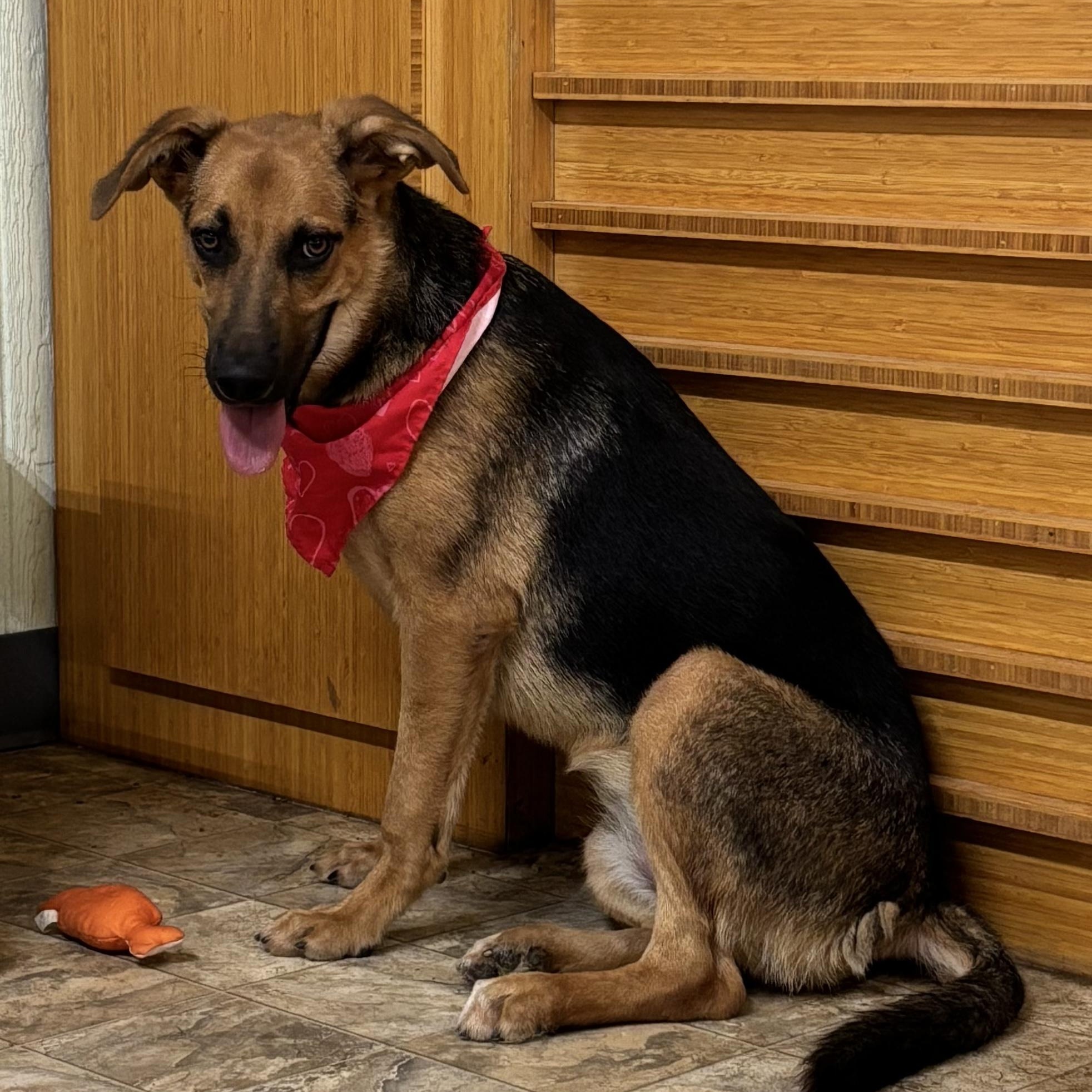 Enlarge Periwinkle, a Adoptable mixed breed in Pilot Point, TX image 1/4