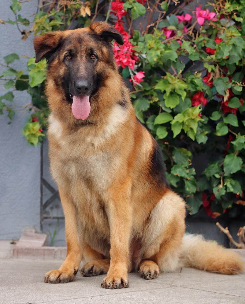 Enlarge Shiloh von Siegen, a Adoptable German Shepherd Dog in Los Angeles, CA image 5/6