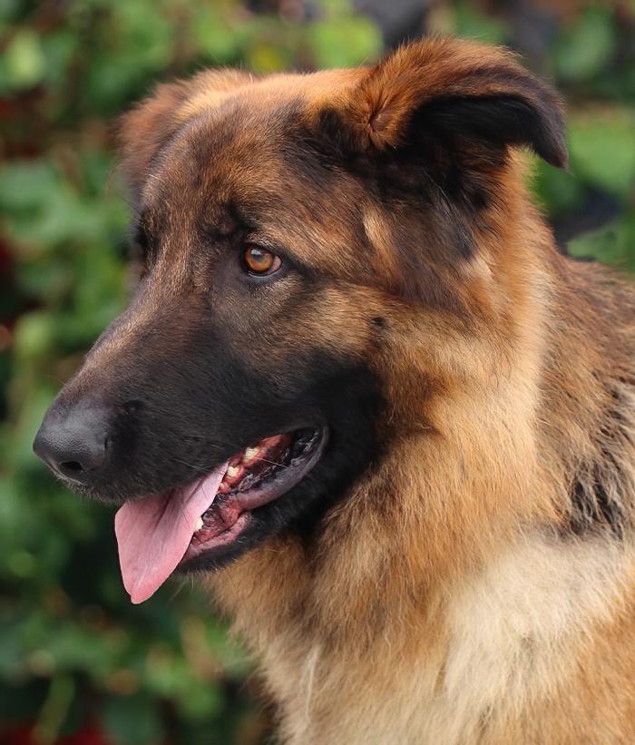 Enlarge Shiloh von Siegen, a Adoptable German Shepherd Dog in Los Angeles, CA image 3/6