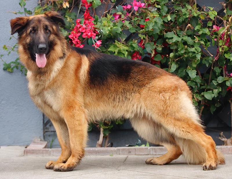 Enlarge Shiloh von Siegen, a Adoptable German Shepherd Dog in Los Angeles, CA image 6/6