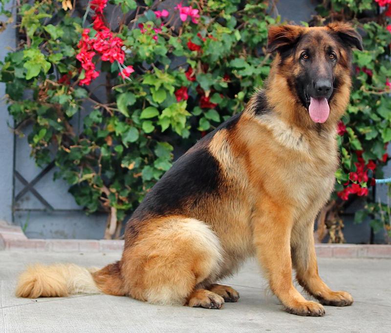 Enlarge Shiloh von Siegen, a Adoptable German Shepherd Dog in Los Angeles, CA image 4/6