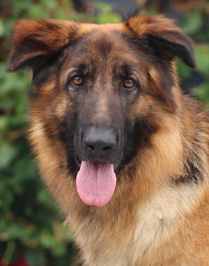 Shiloh von Siegen, Adoptable, Young Male German Shepherd Dog.