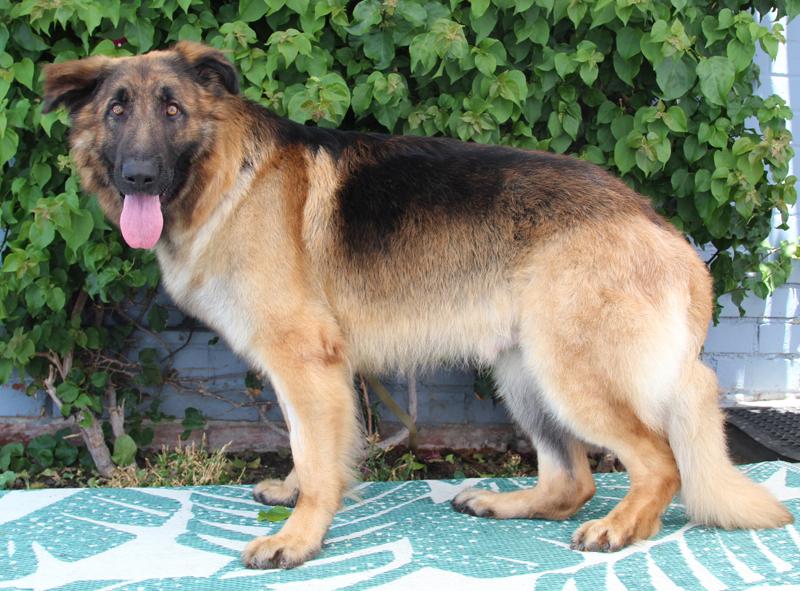 Shiloh von Siegen