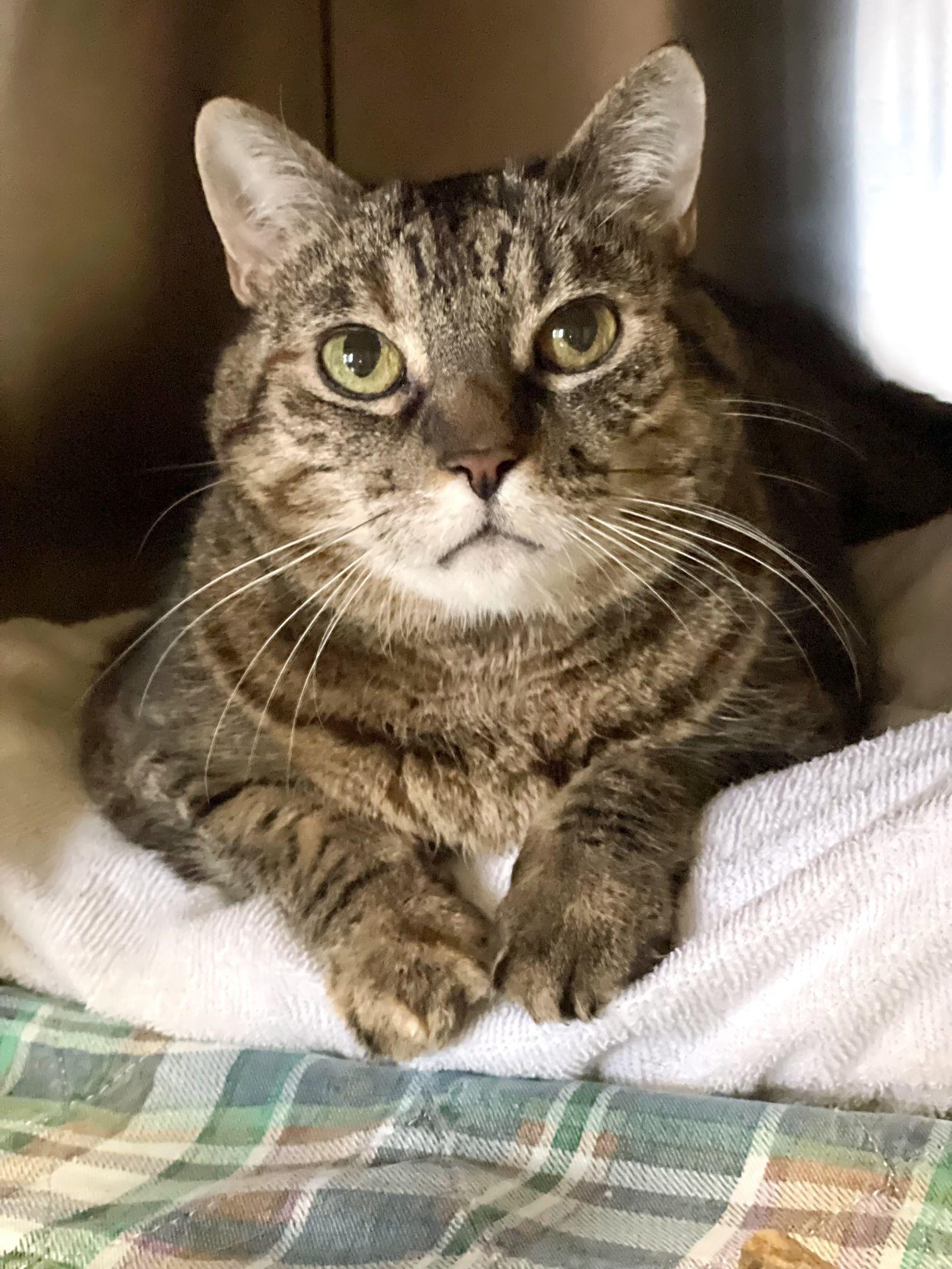 Enlarge Tweety, a Adopted Domestic Short Hair in Bellaire, MI image 1/4