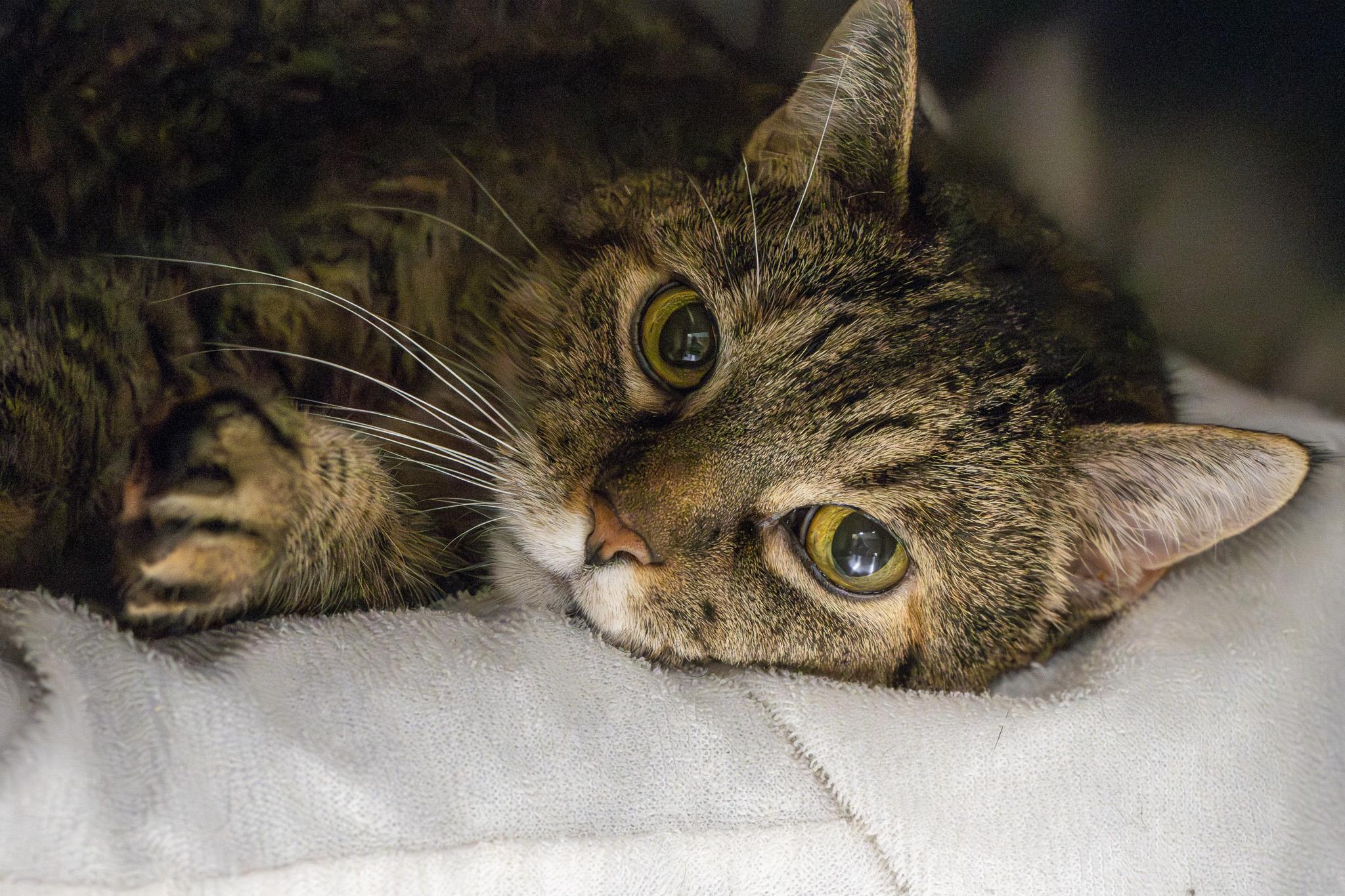 Enlarge Tweety, a Adopted Domestic Short Hair in Bellaire, MI image 3/4