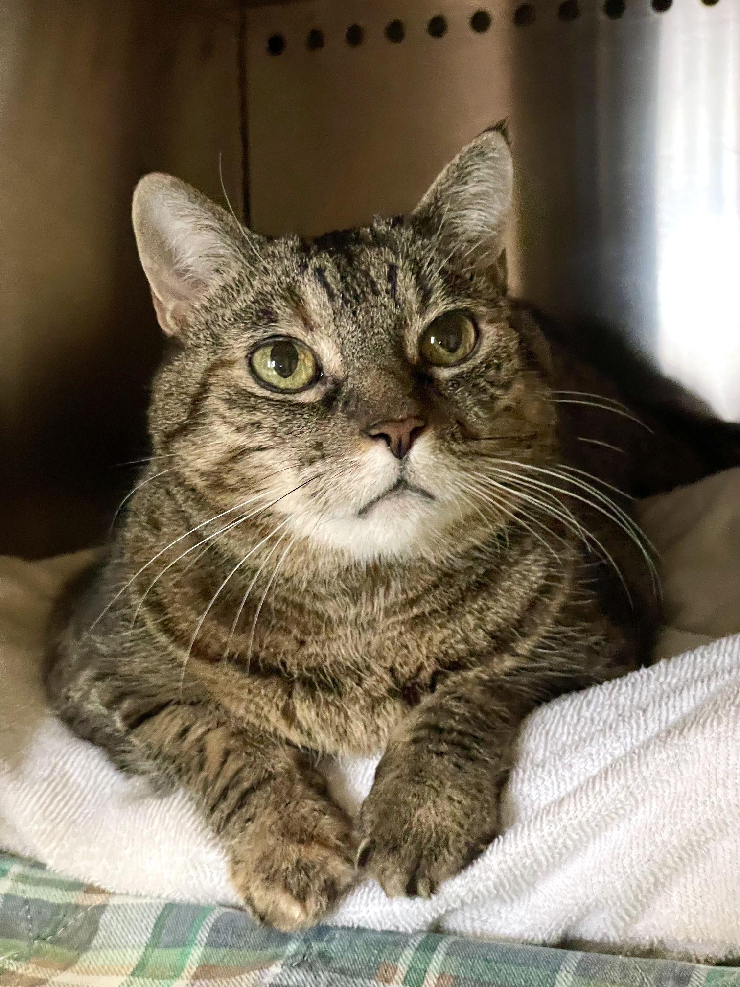 Enlarge Tweety, a Adopted Domestic Short Hair in Bellaire, MI image 2/4