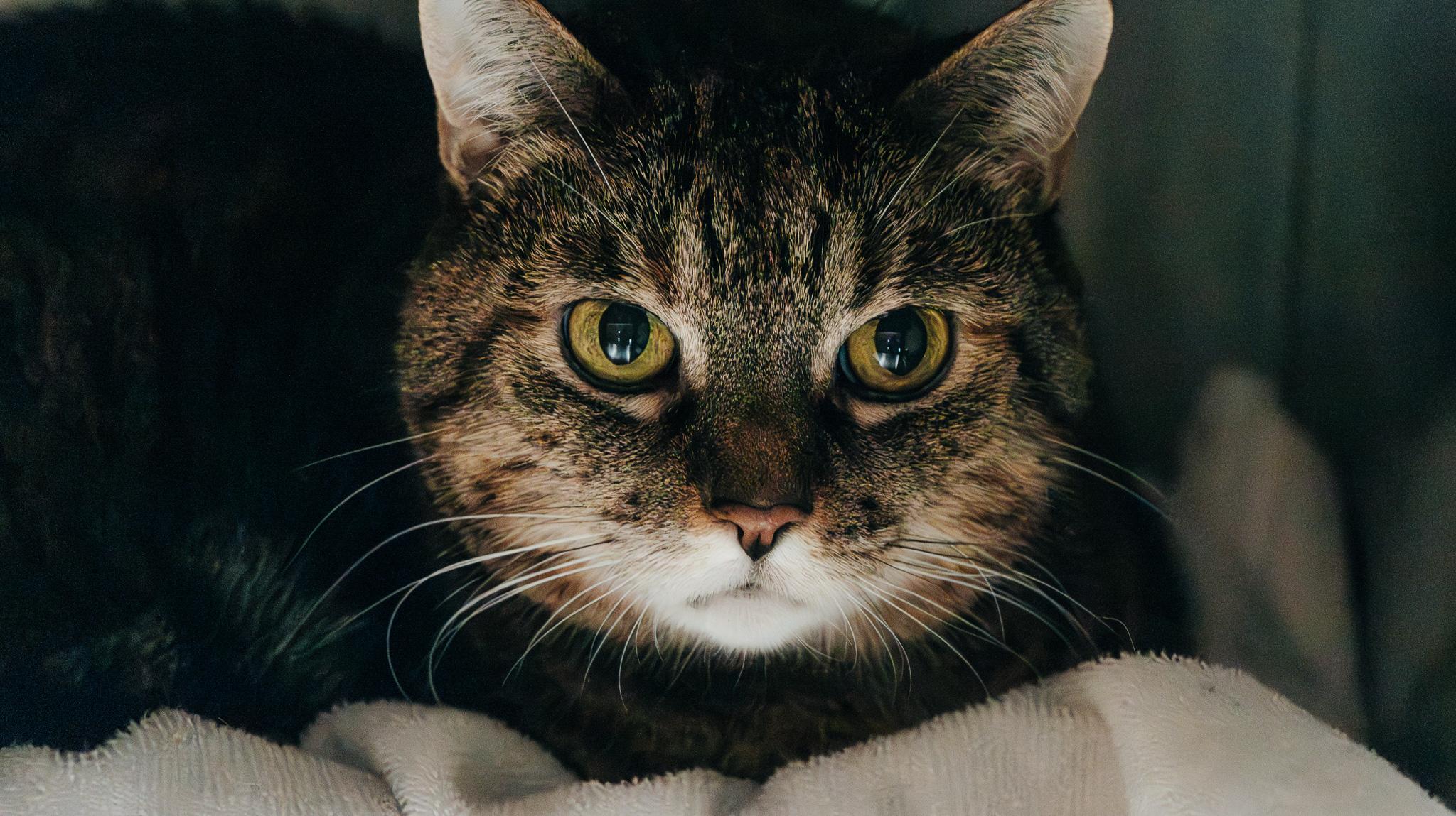 Enlarge Tweety, a Adopted Domestic Short Hair in Bellaire, MI image 4/4