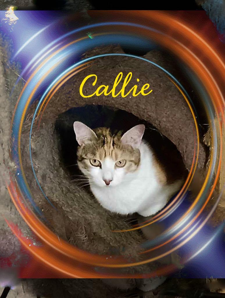 Enlarge Callie, a Adoptable Calico in Charlotte, NC image 2/4